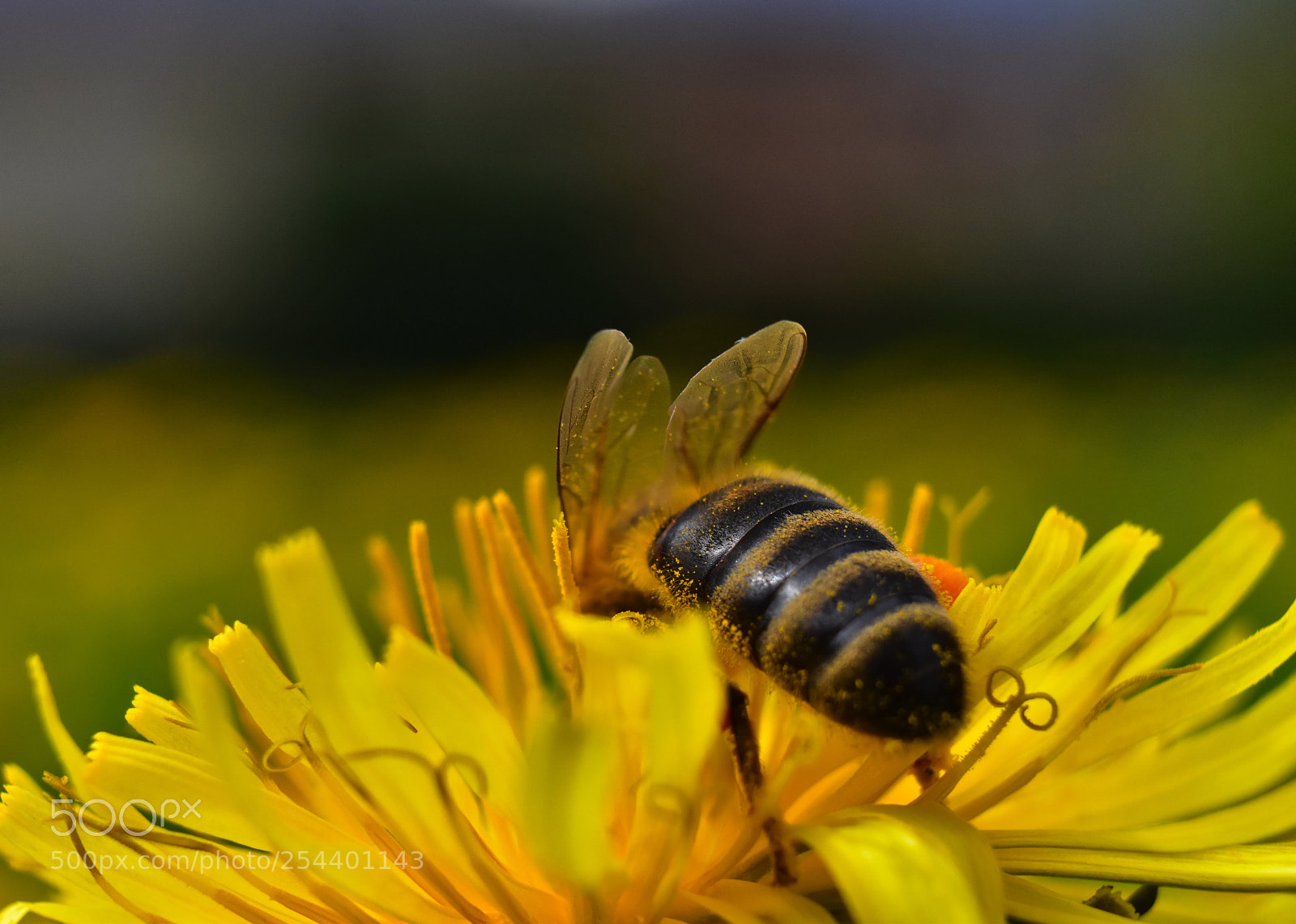 Nikon D5600 sample photo. Honey bee photography