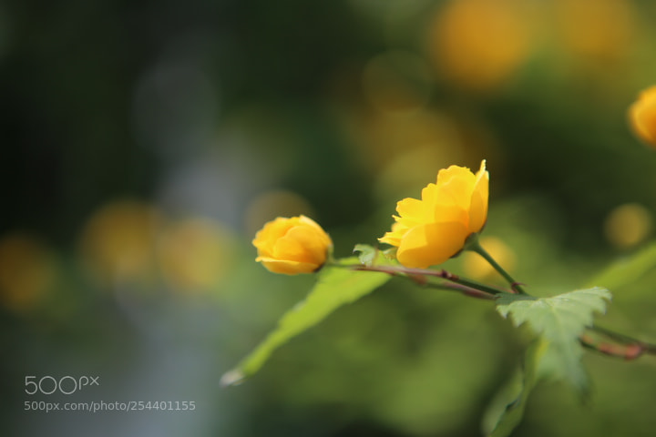 Canon EOS 6D + Canon EF 24-70mm F2.8L USM sample photo. Img photography