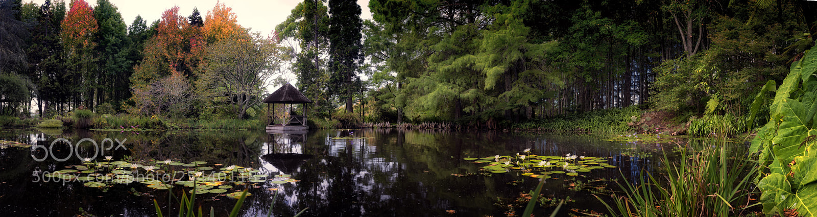 Nikon D800 sample photo. Cypress pond - ayrlies photography