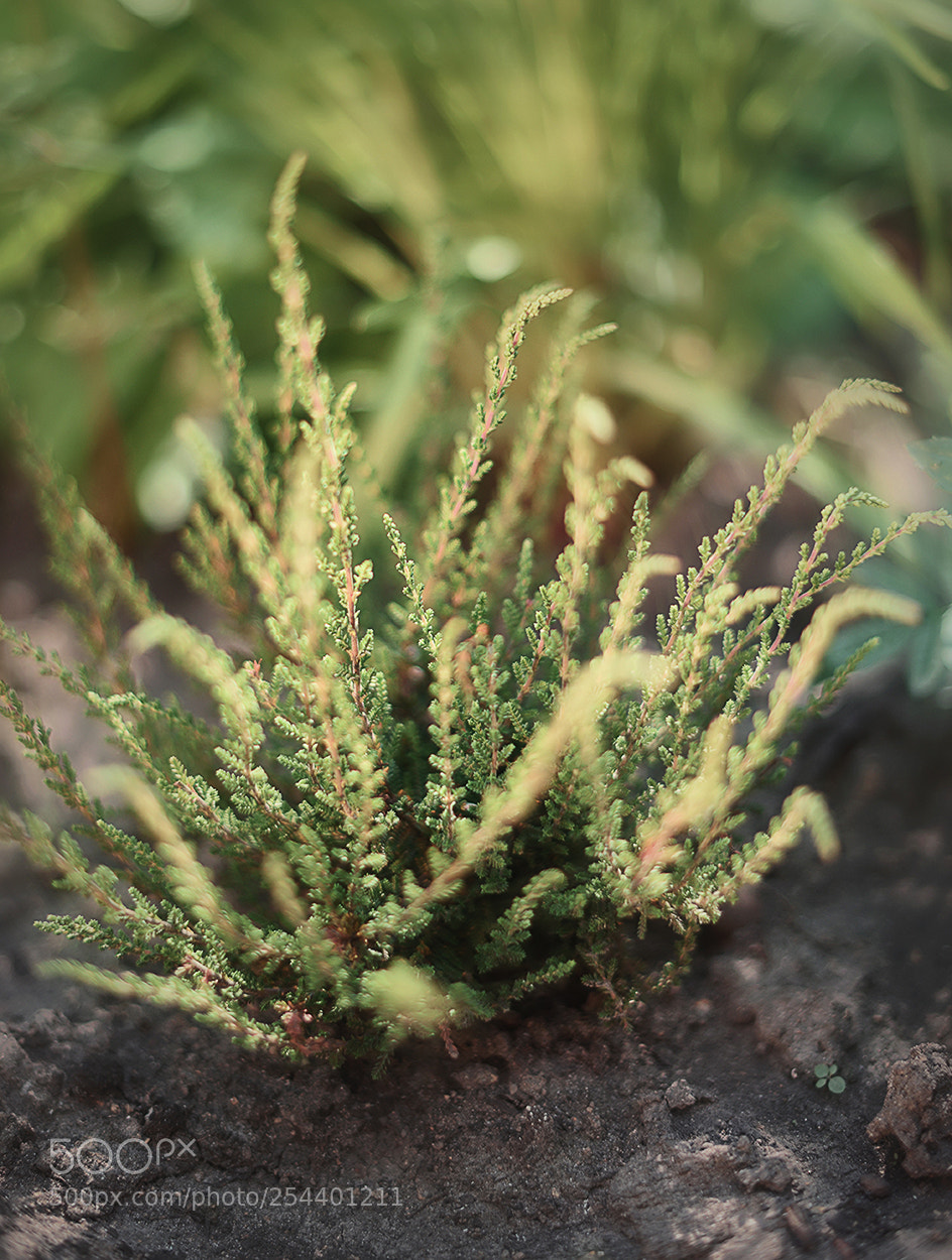 Nikon D810 sample photo. Spring 春 photography
