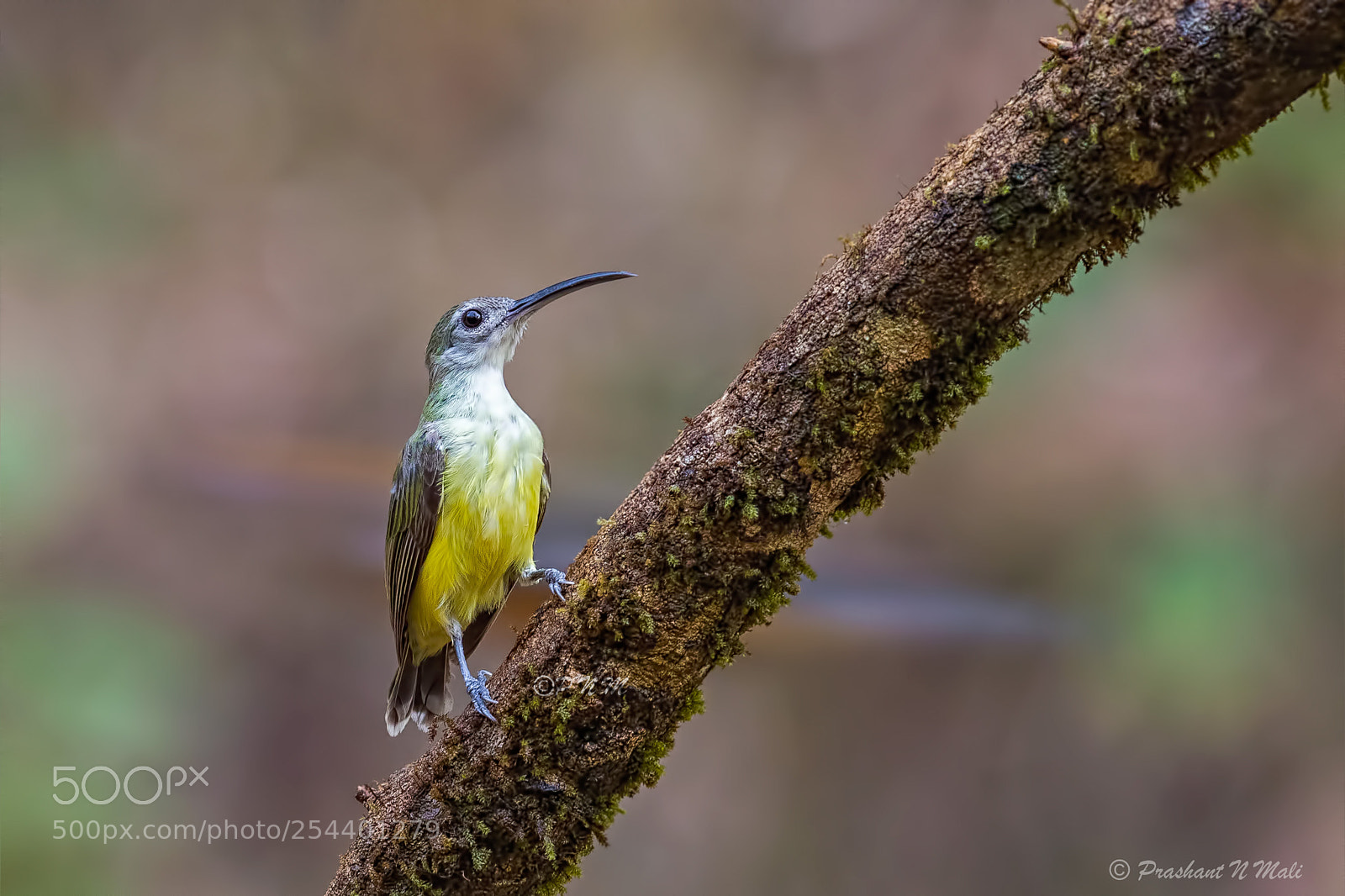 Canon EOS 5D Mark IV sample photo. Spiderhunter {arachnothera} photography