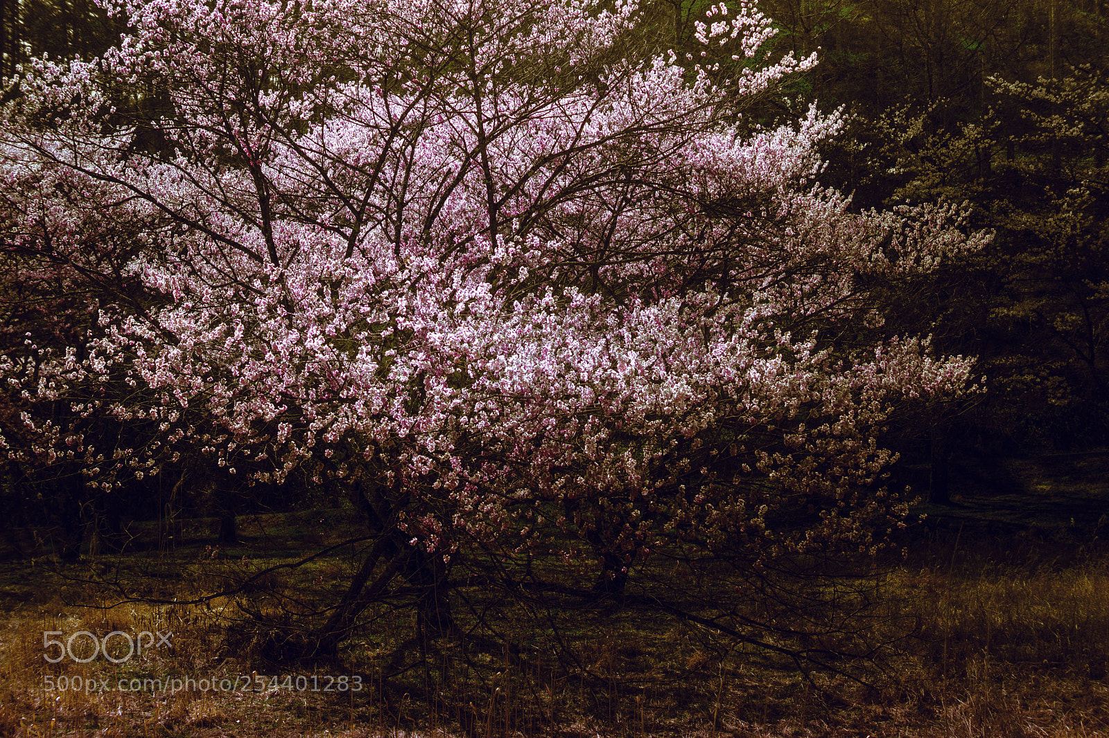 Sony SLT-A65 (SLT-A65V) sample photo. Sakura photography