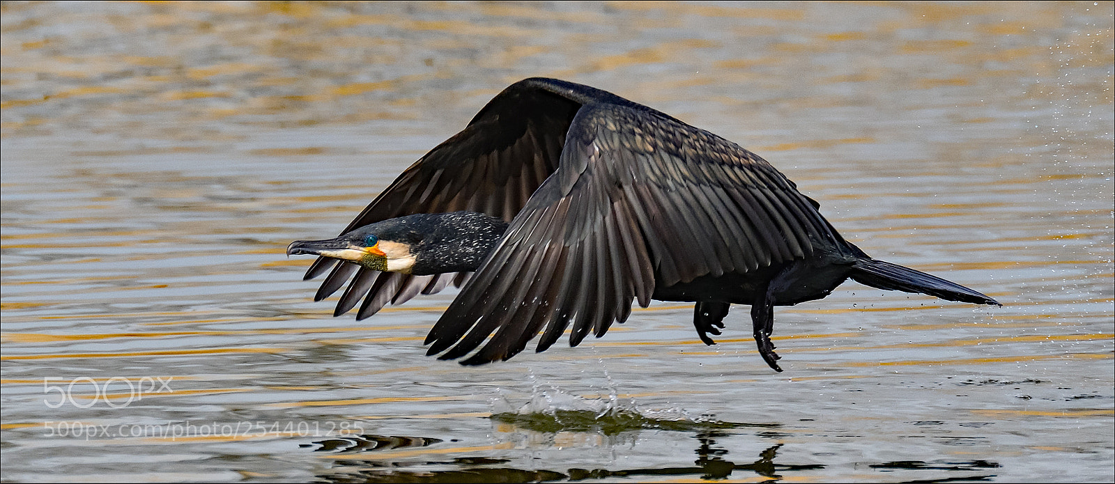 Nikon D500 sample photo. Take off photography