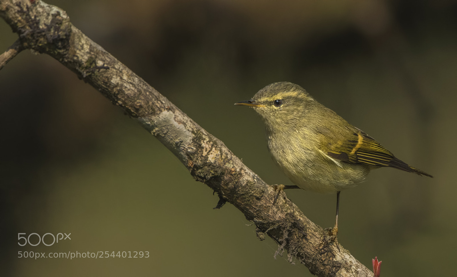 Nikon D500 sample photo. Buff barred warbler photography