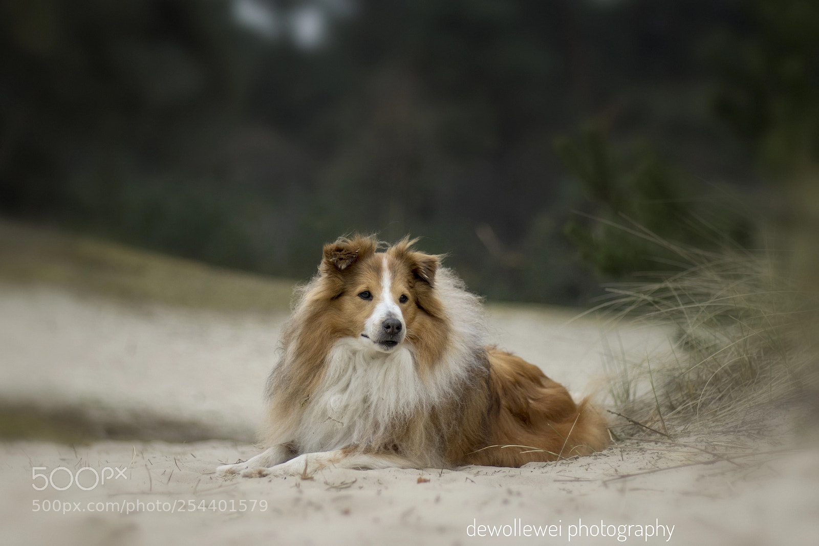 Canon EOS 7D Mark II sample photo. Dyoux photography