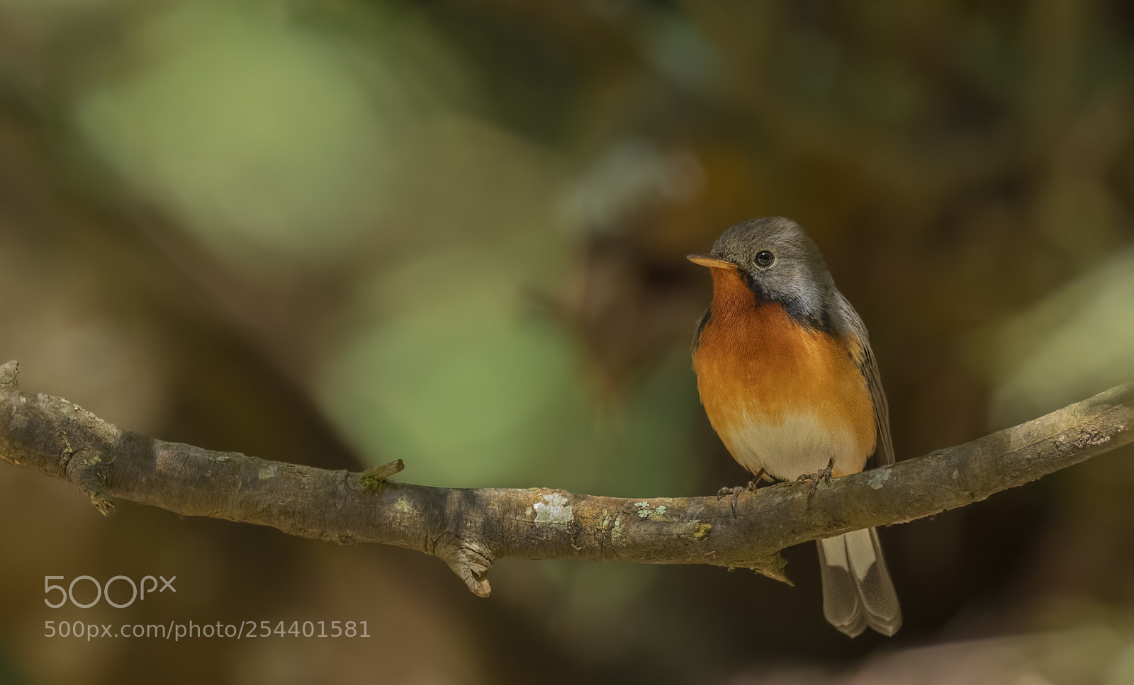 Nikon D850 sample photo. Kashmir flycatcher male photography