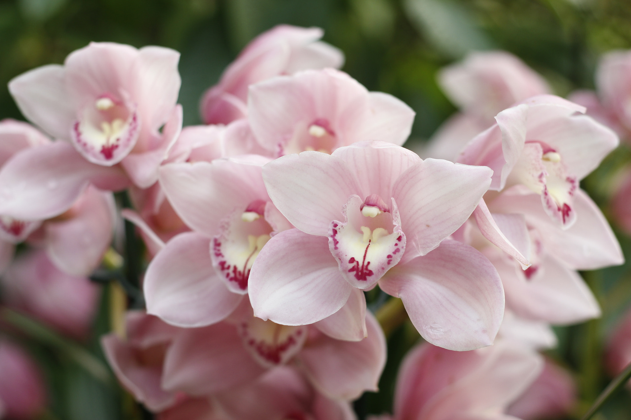 Canon EOS 700D (EOS Rebel T5i / EOS Kiss X7i) + Canon EF 50mm F1.8 II sample photo. Orchid time photography