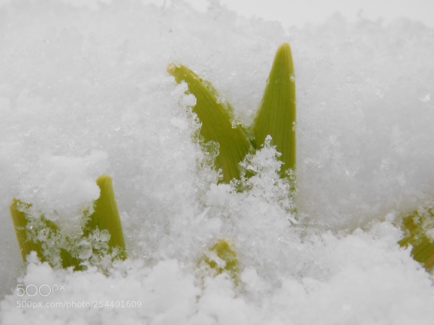 Nikon Coolpix B500 sample photo. Spring snow  photography