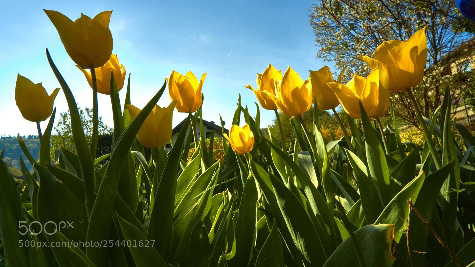 Sony SLT-A77 sample photo. Spring photography