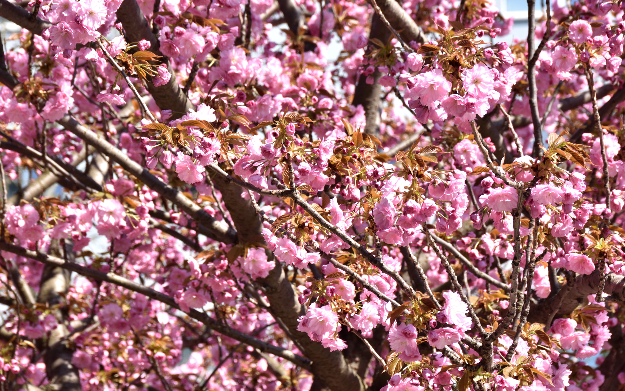 Sigma 18-250mm F3.5-6.3 DC Macro OS HSM sample photo. Blossom photography