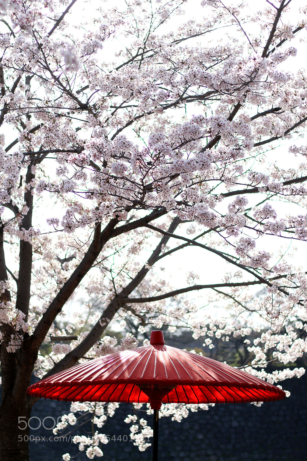 Canon EOS 70D sample photo. Sakura photography