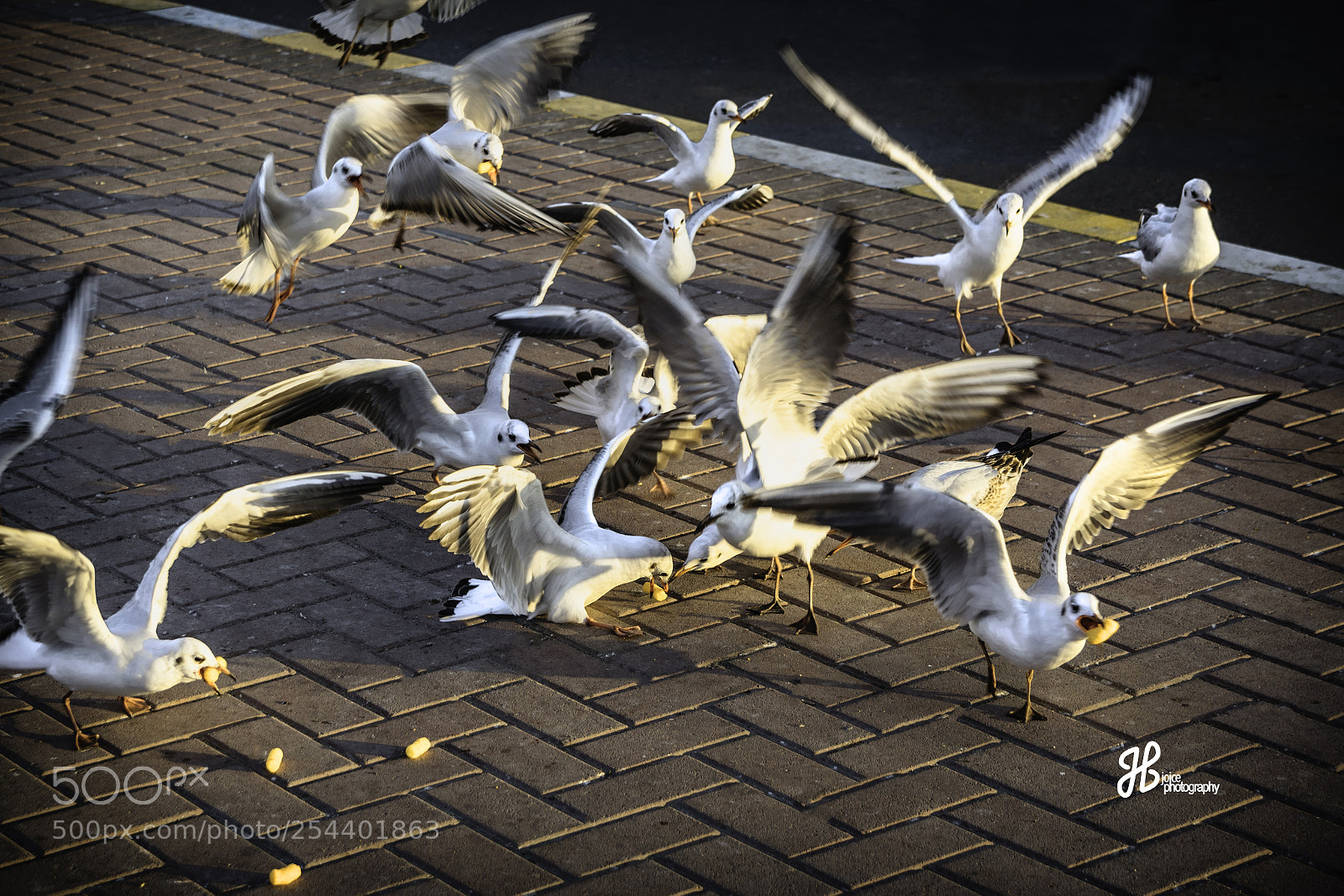 Nikon D5300 sample photo. Breakwater birds photography