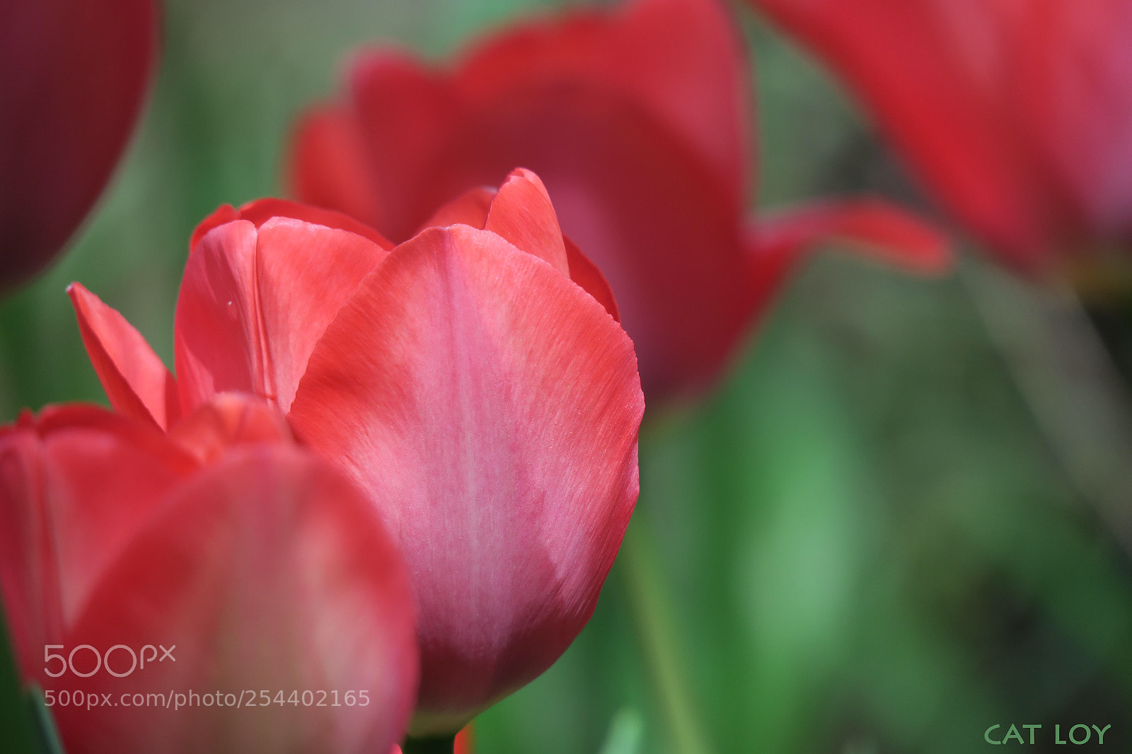 Canon PowerShot G3 X sample photo. Tulip! photography
