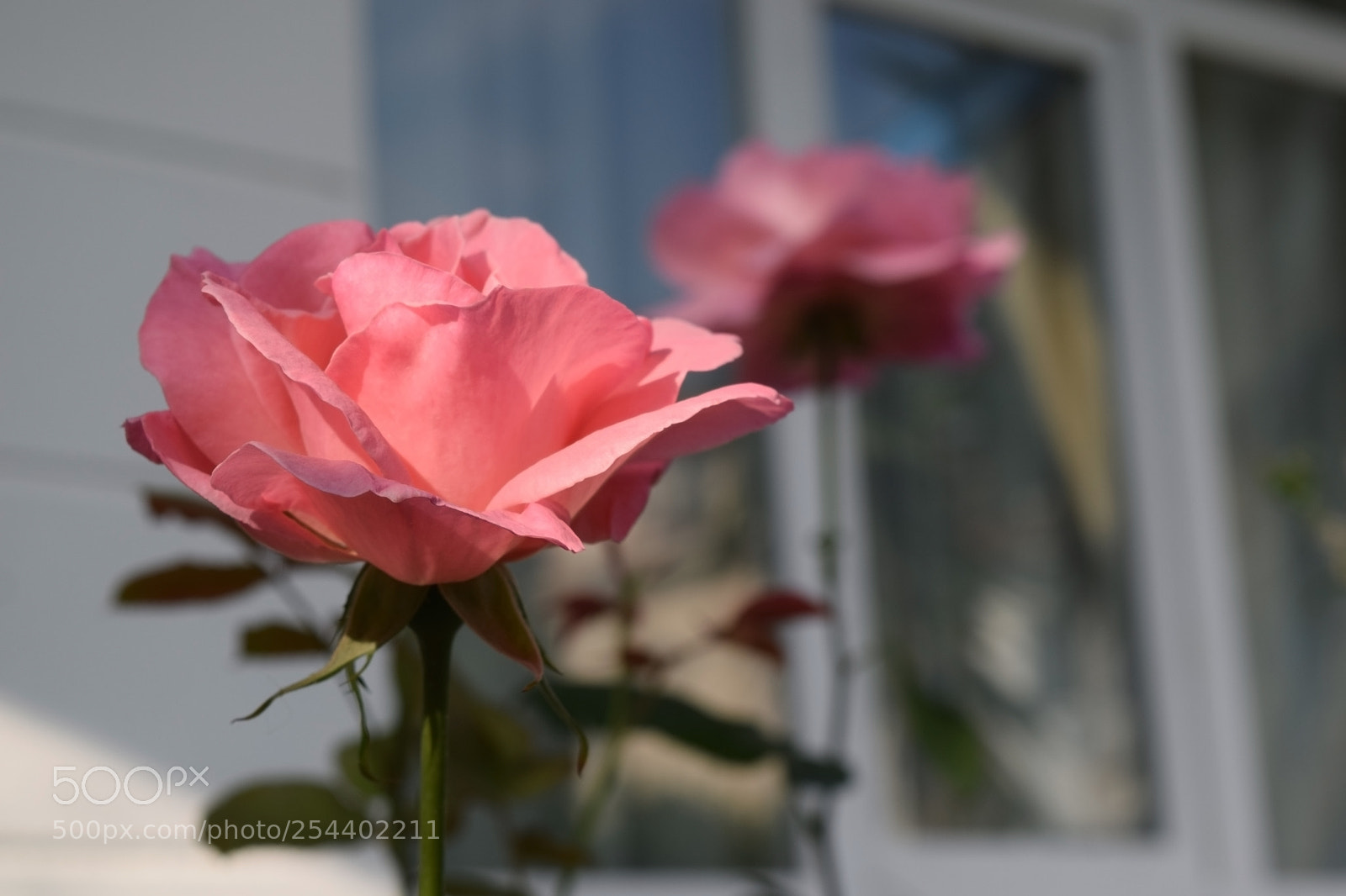 Nikon D3300 sample photo. Pink rose on background photography