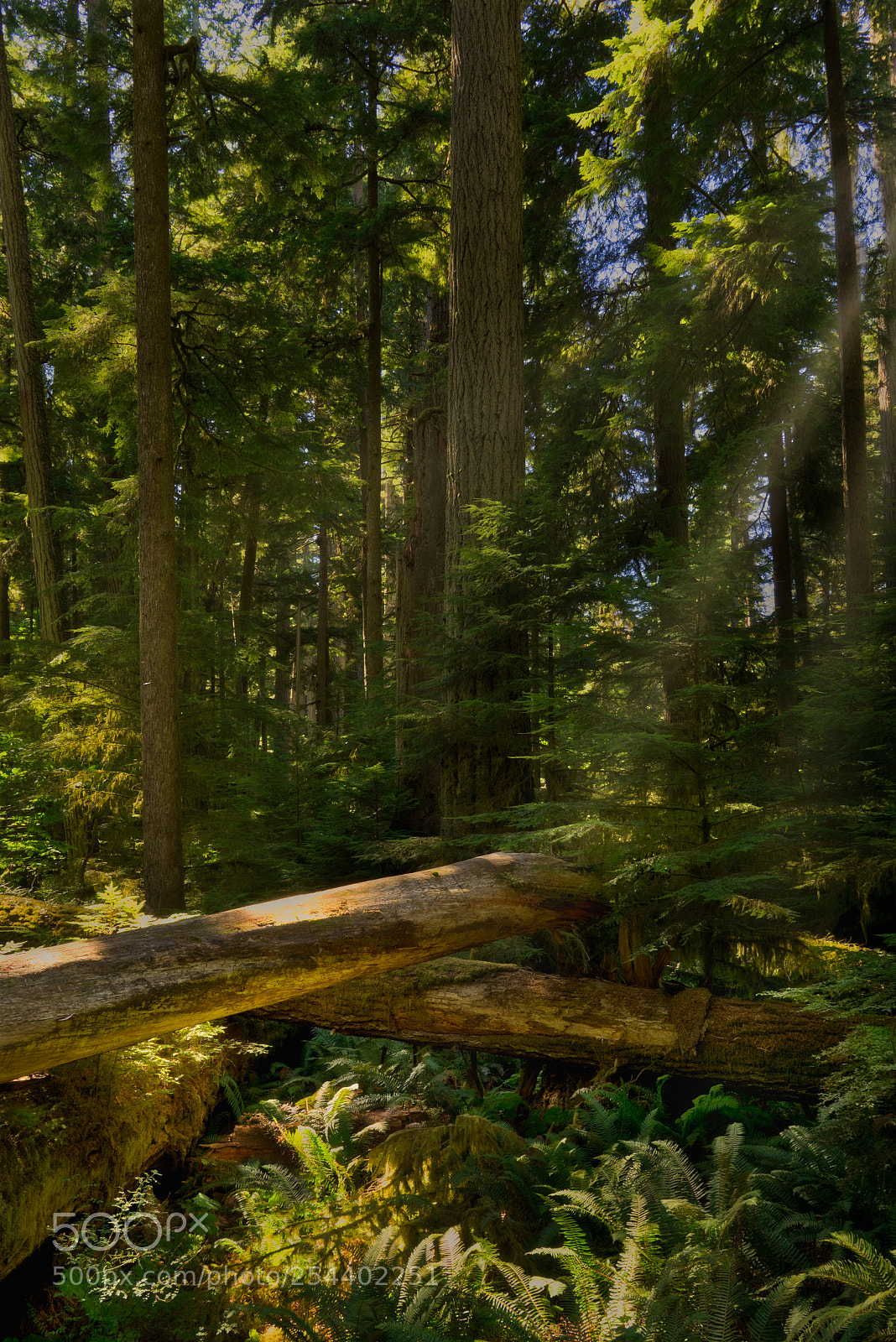 Sony a7R sample photo. Pining to go back photography