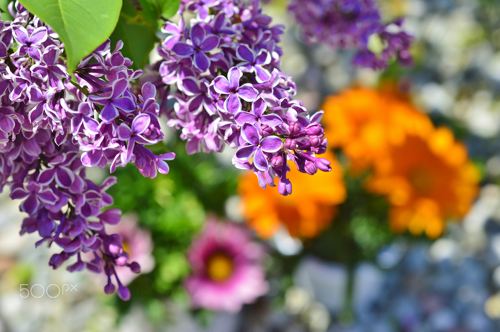 AF Micro-Nikkor 55mm f/2.8 sample photo. Spring nature......flowers photography