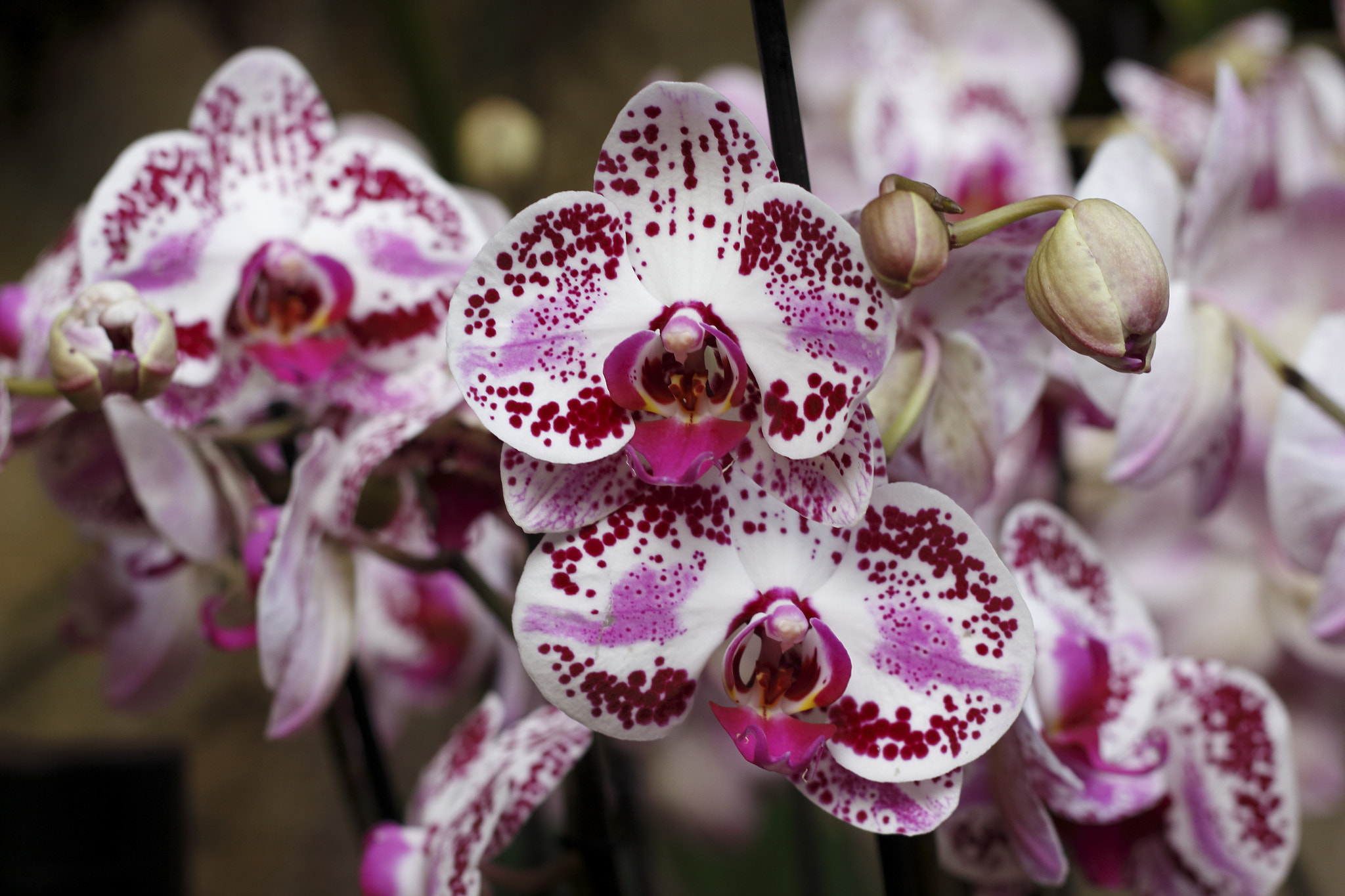 Canon EOS 700D (EOS Rebel T5i / EOS Kiss X7i) sample photo. Orchid time ii photography