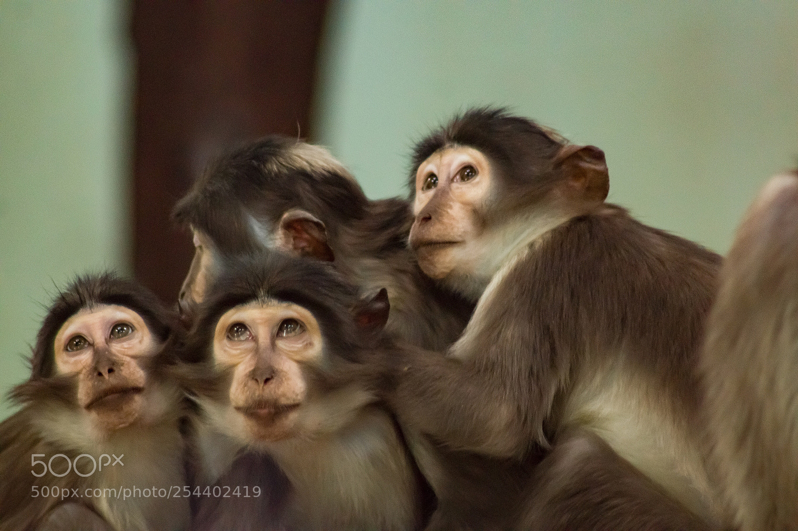 Sony SLT-A58 sample photo. White-crested mangabey photography
