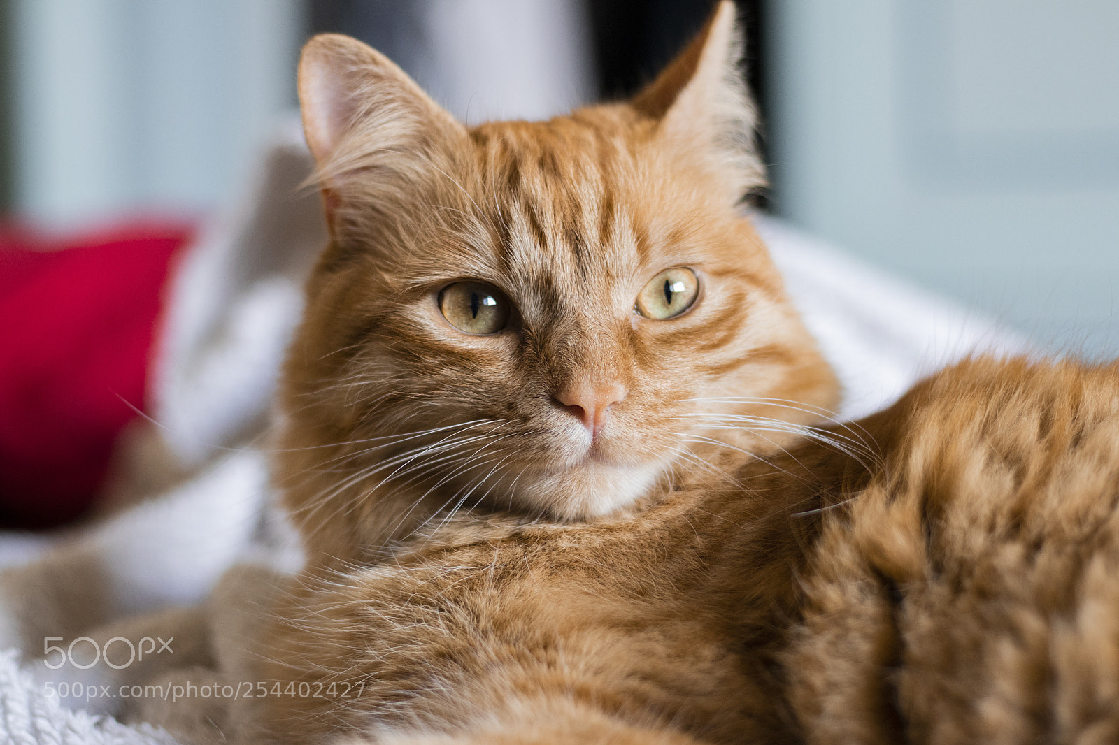 Canon EOS 77D (EOS 9000D / EOS 770D) sample photo. Untitled photography