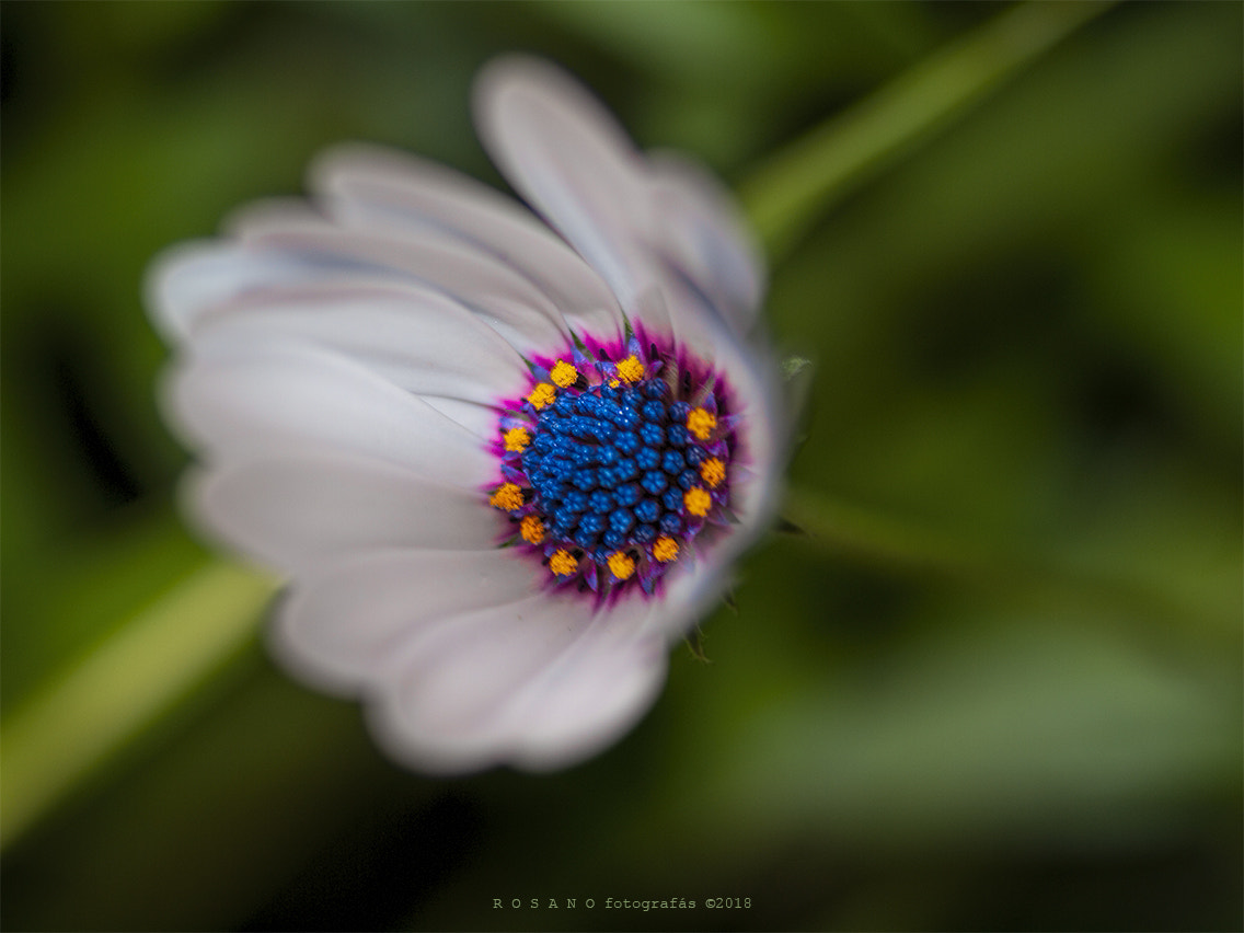 Olympus E-620 (EVOLT E-620) sample photo. Margarita photography