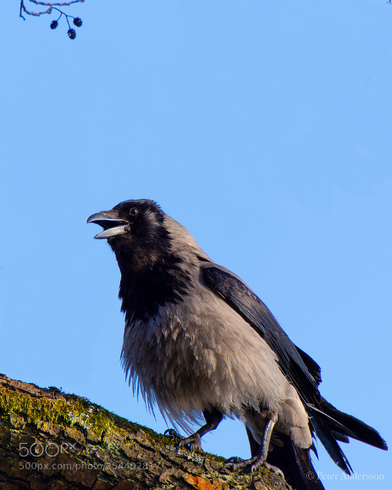 Nikon D7200 sample photo. Songbird photography