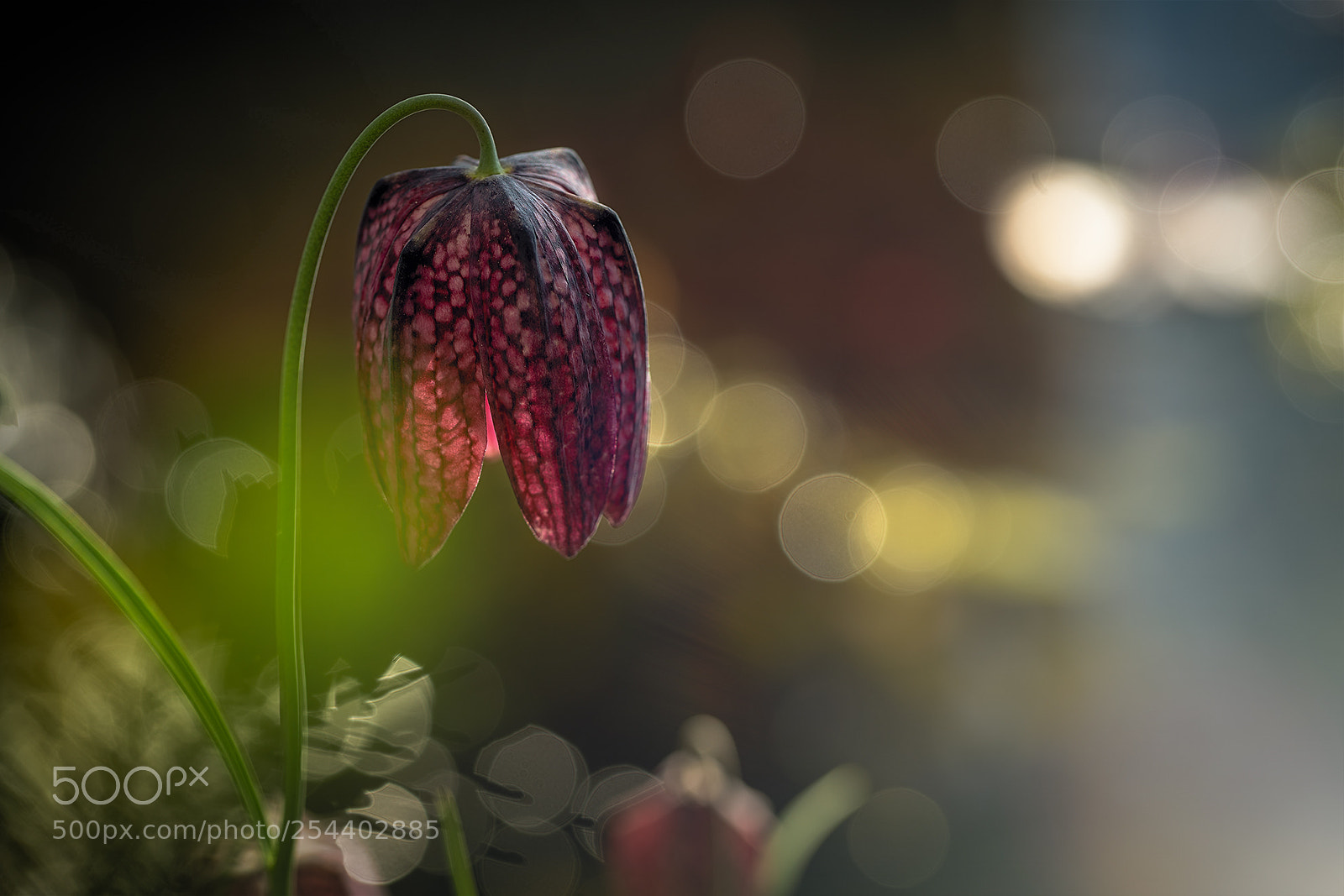 Sony a7R III sample photo. Celebrating spring photography