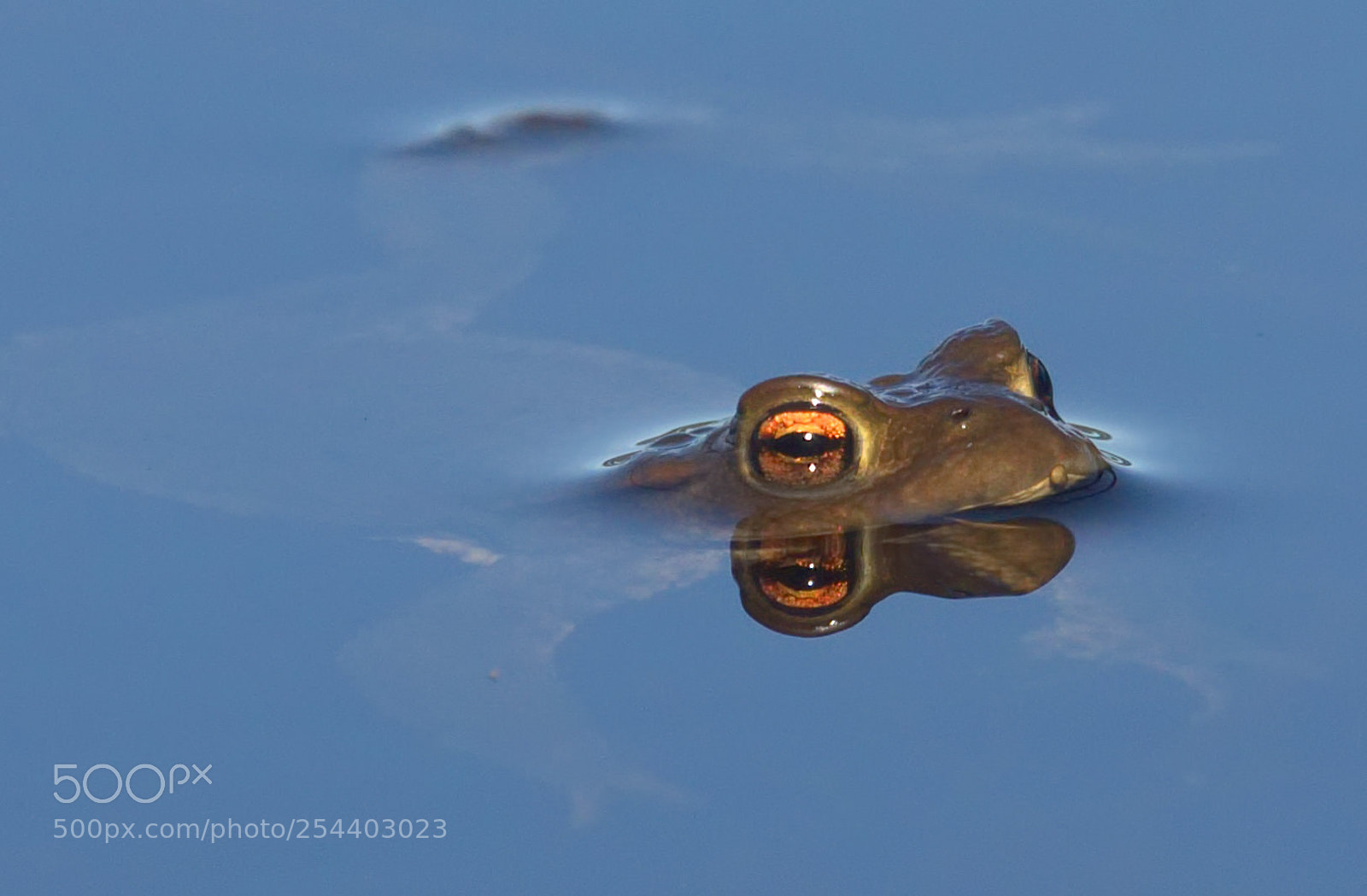 Nikon D7000 sample photo. Swedish springfrog. photography