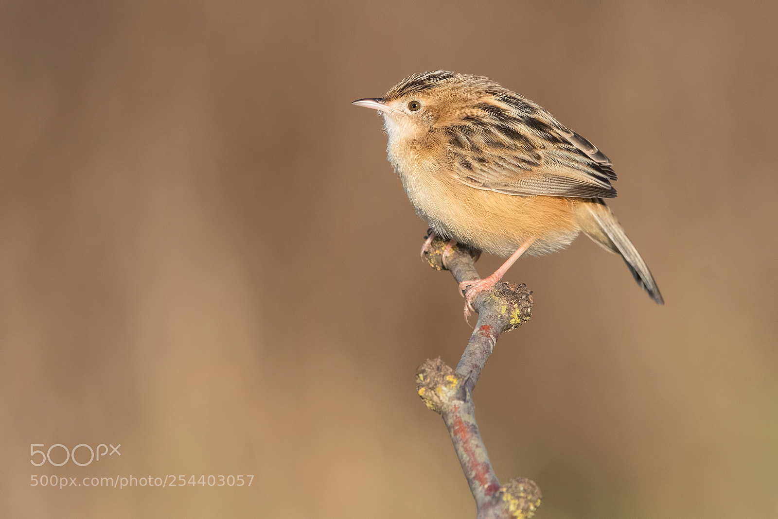 Nikon D810 sample photo. Zitting cisticola photography