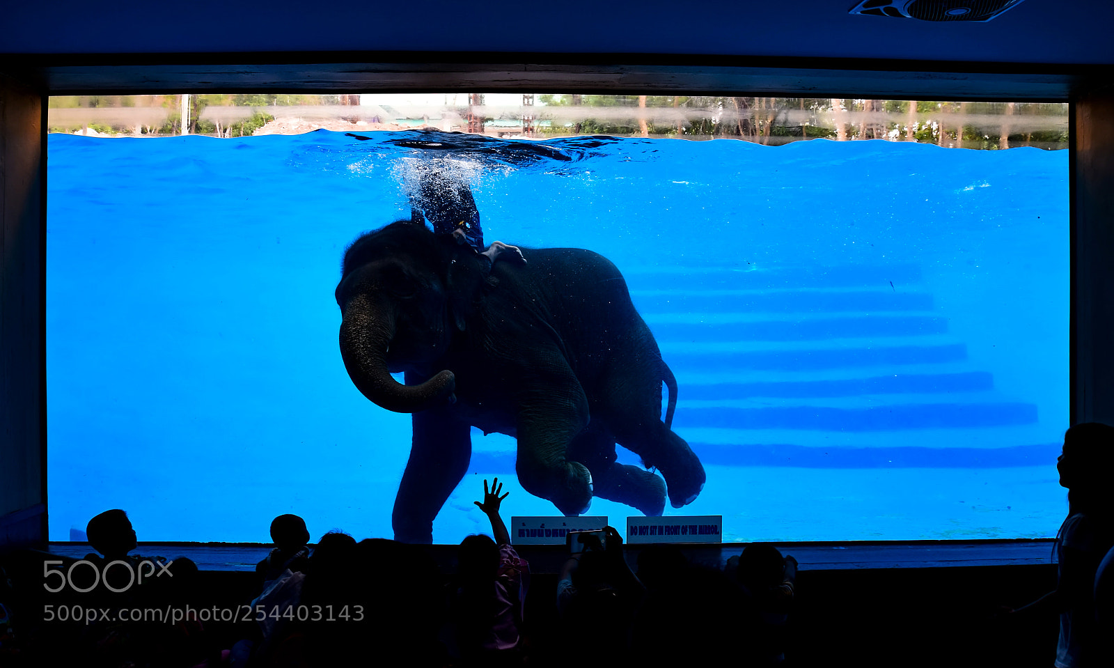 Nikon D5300 sample photo. Elephant swimmimg show photography