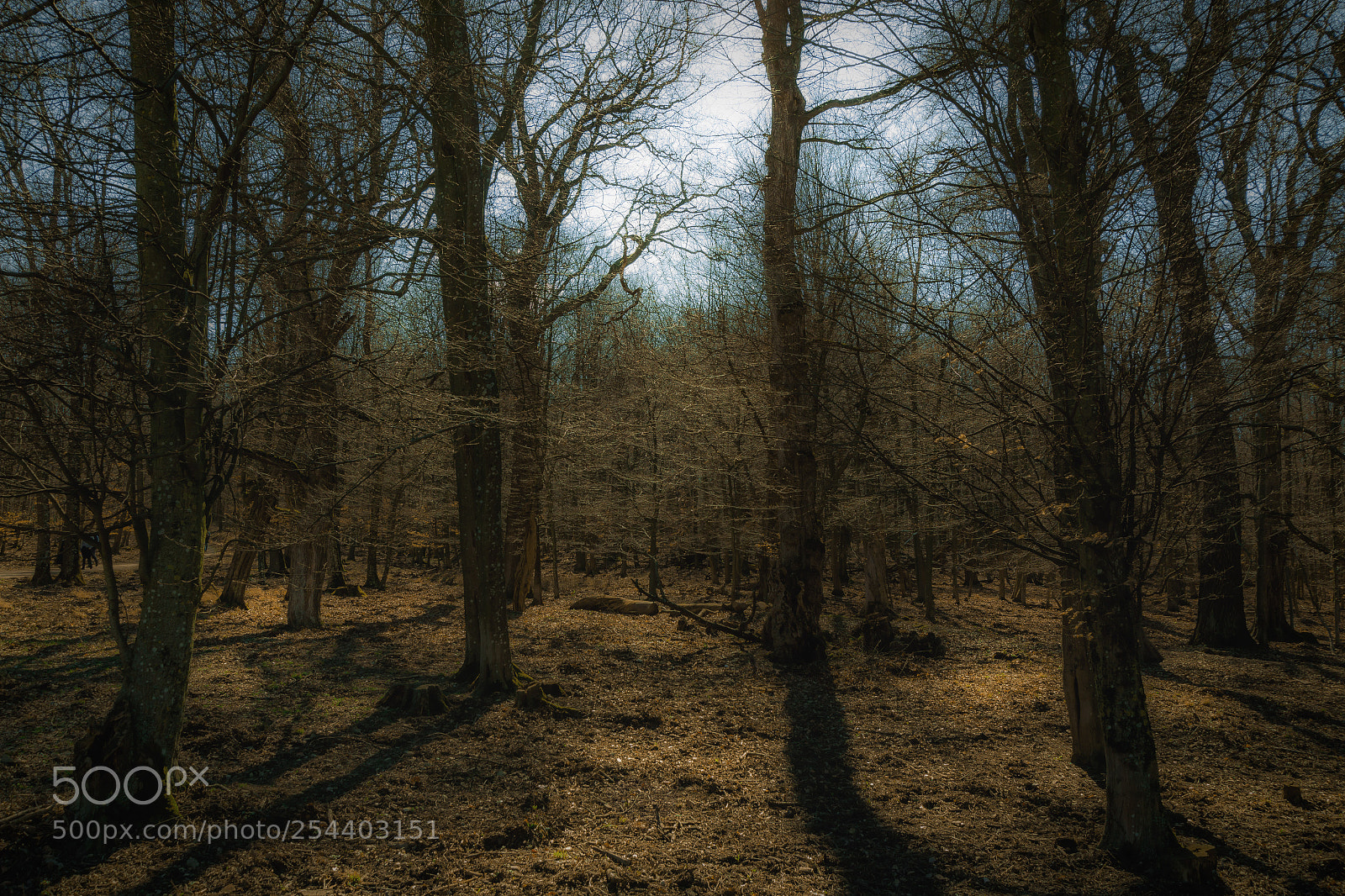 Canon EOS 70D sample photo. Wald photography