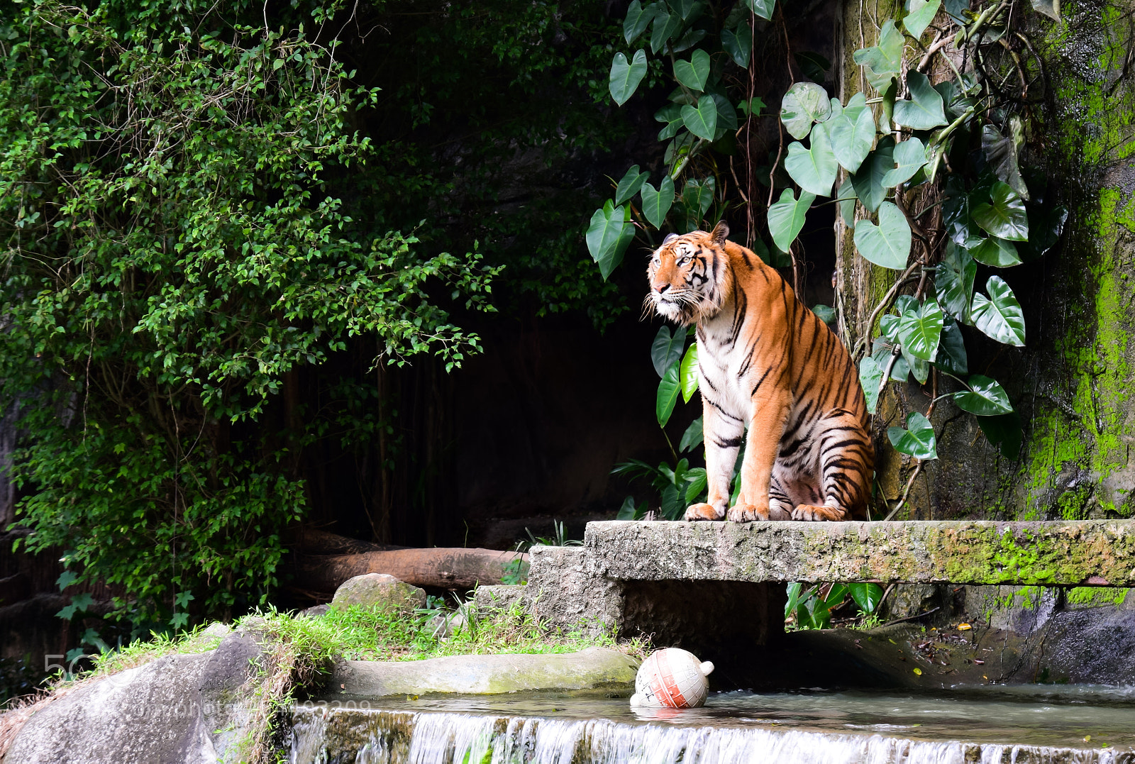 Nikon D5300 sample photo. Tiger waiting for something photography