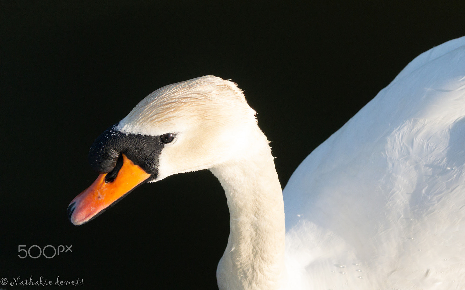Nikon 1 J3 sample photo. Swan photography