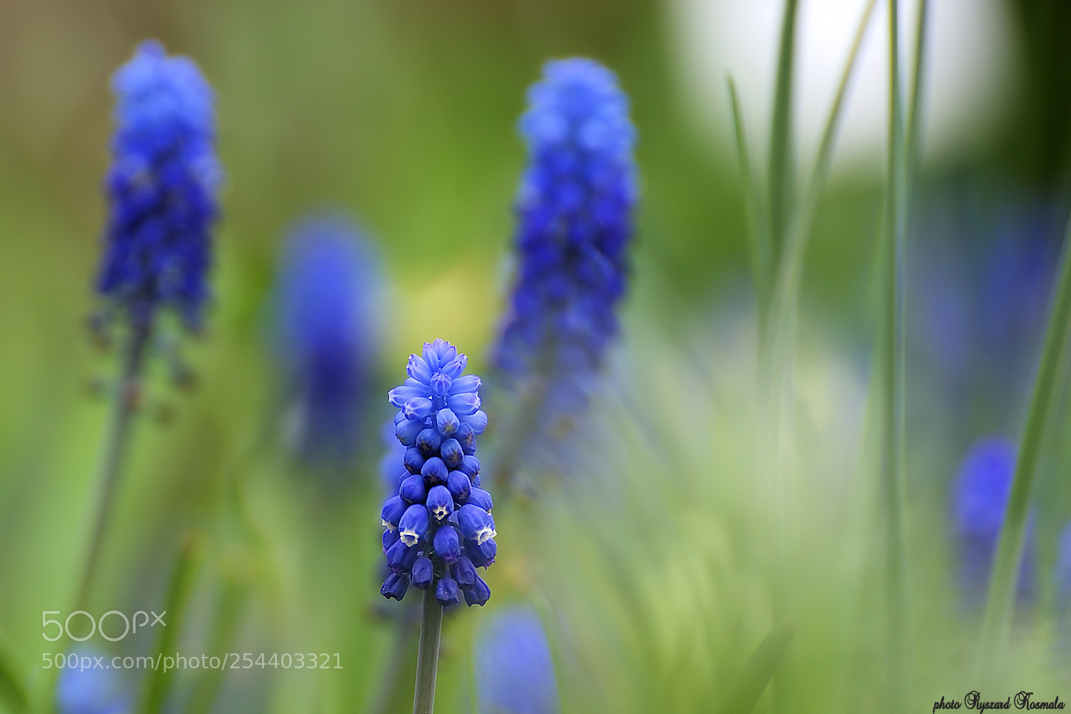 Sony Alpha DSLR-A300 sample photo. Muscari photography