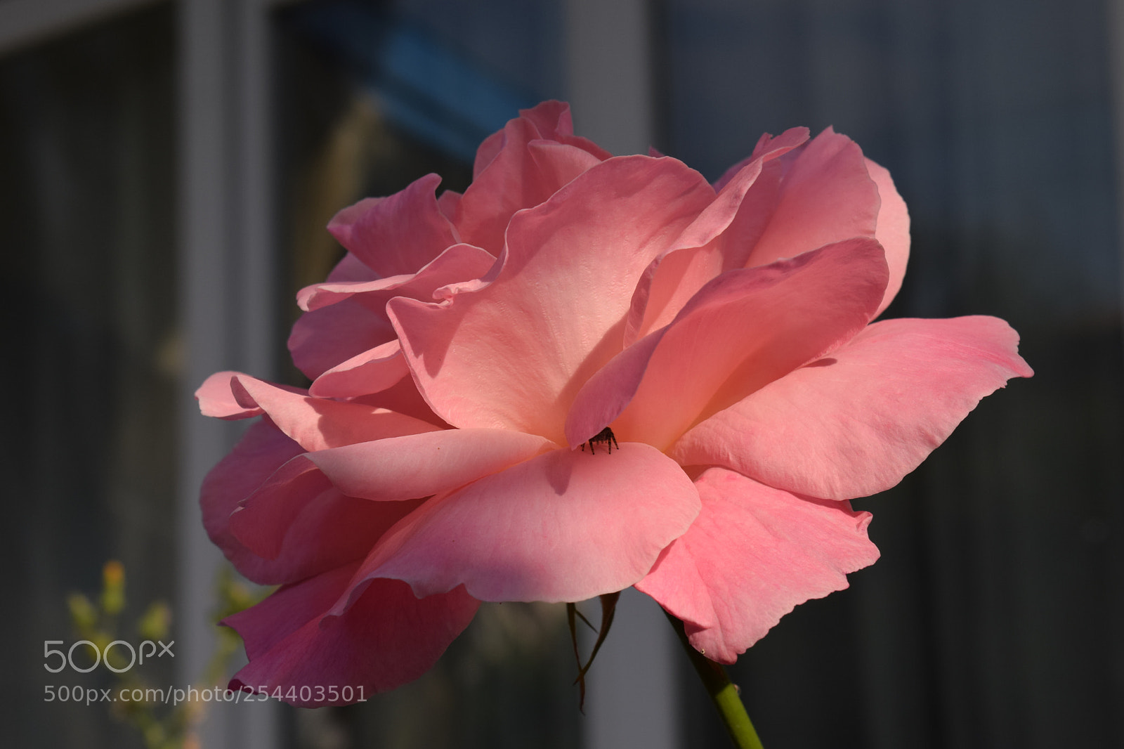 Nikon D3300 sample photo. Pink rose on background photography