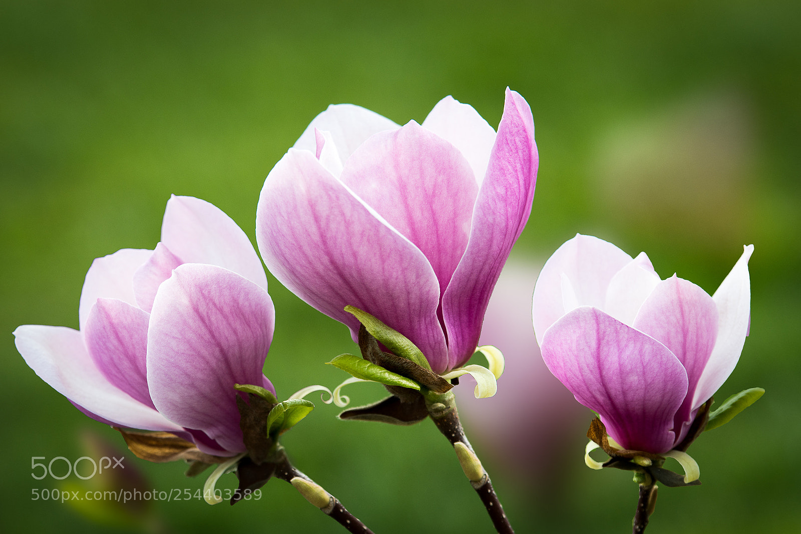 Nikon D500 sample photo. Magnolia flower photography