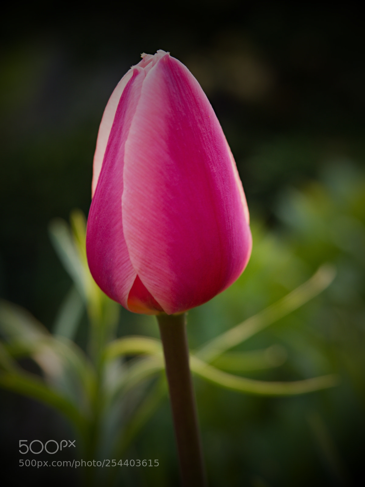 Olympus OM-D E-M1 Mark II sample photo. Tulip photography