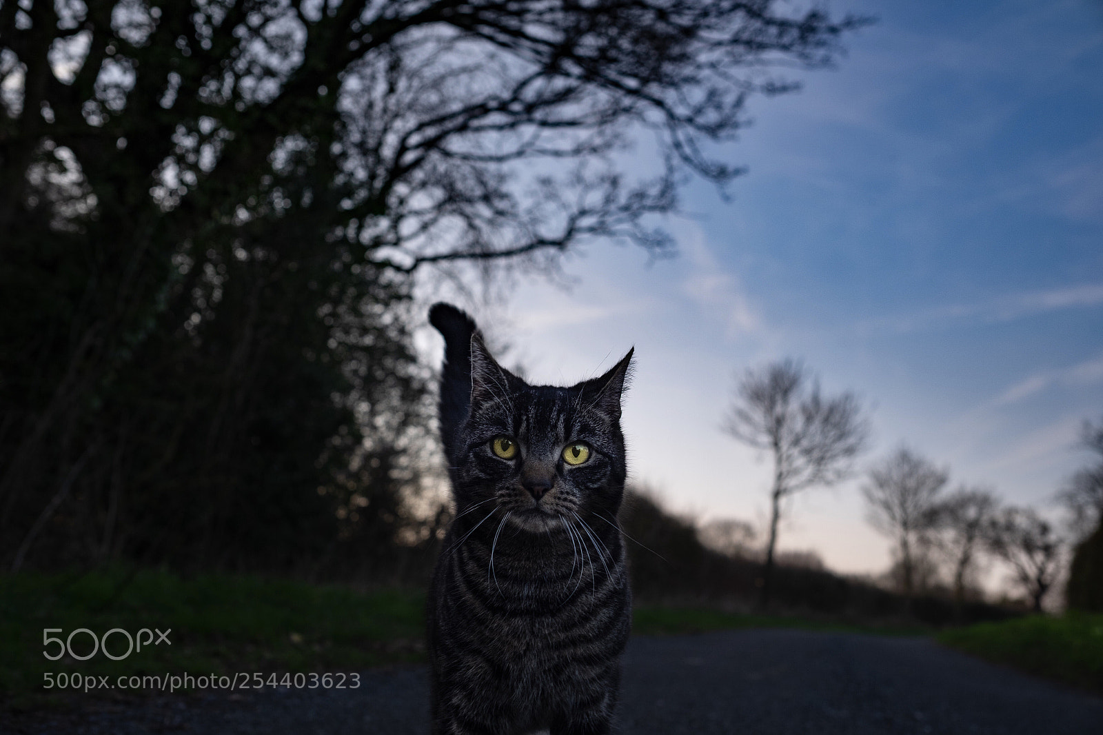 Fujifilm X-T1 sample photo. Meow  photography