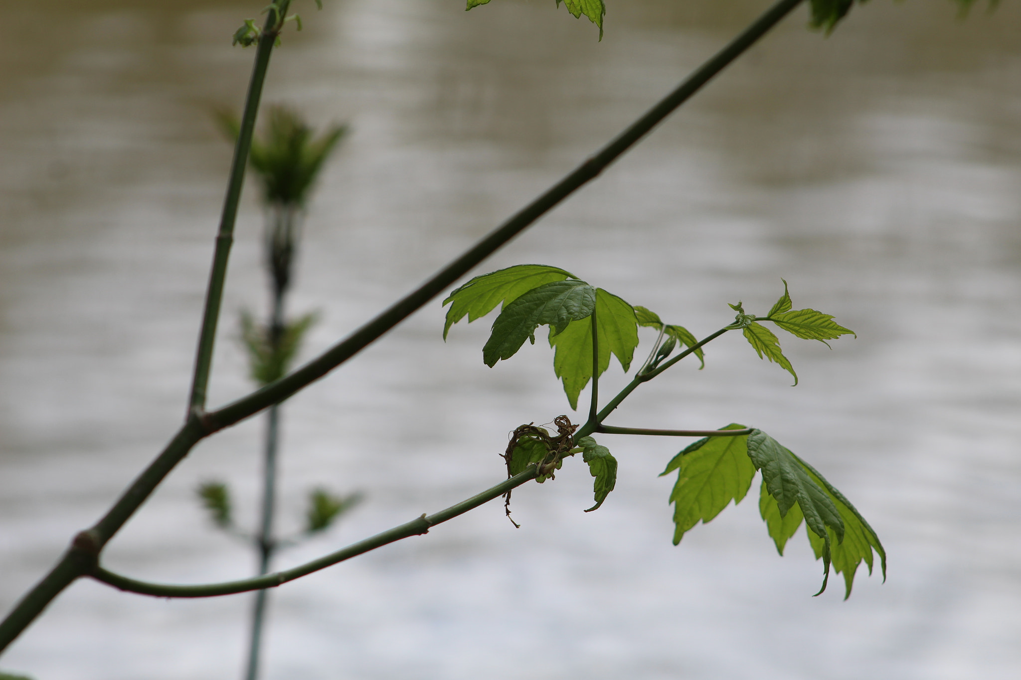 Canon EF 75-300mm f/4-5.6 sample photo