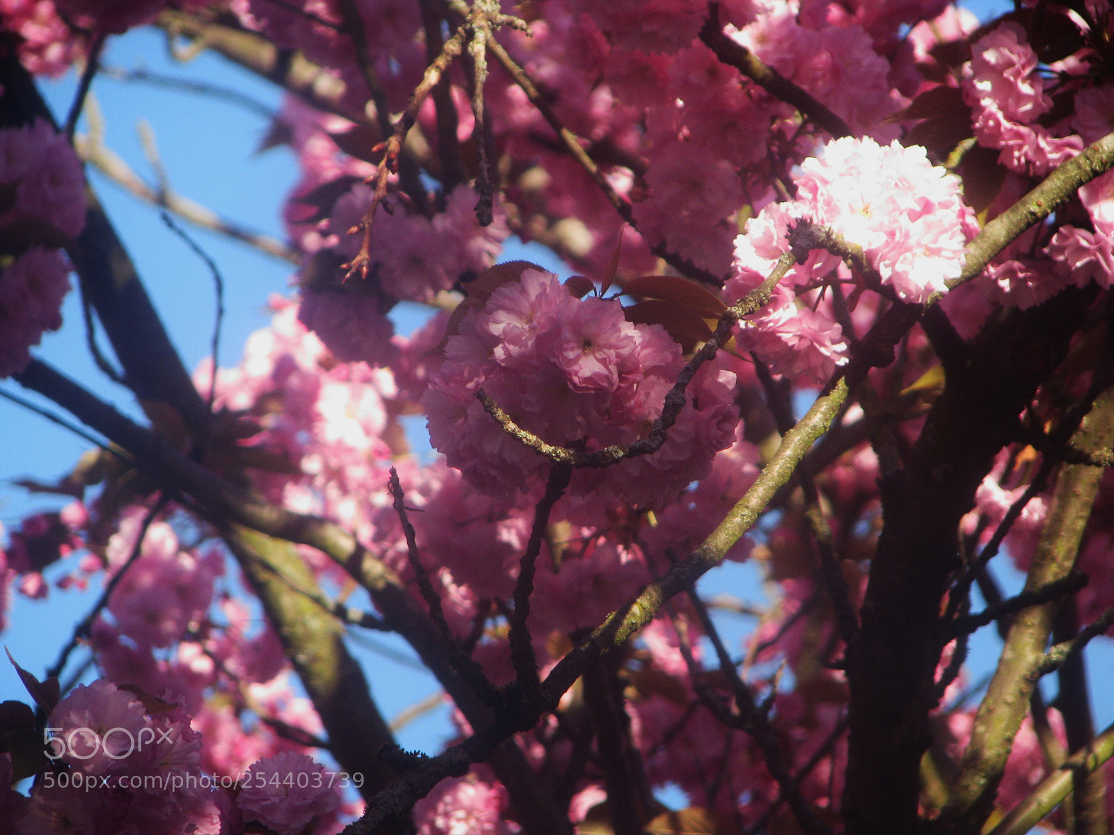 Canon POWERSHOT S5 IS sample photo. Cognassier en fleur photography