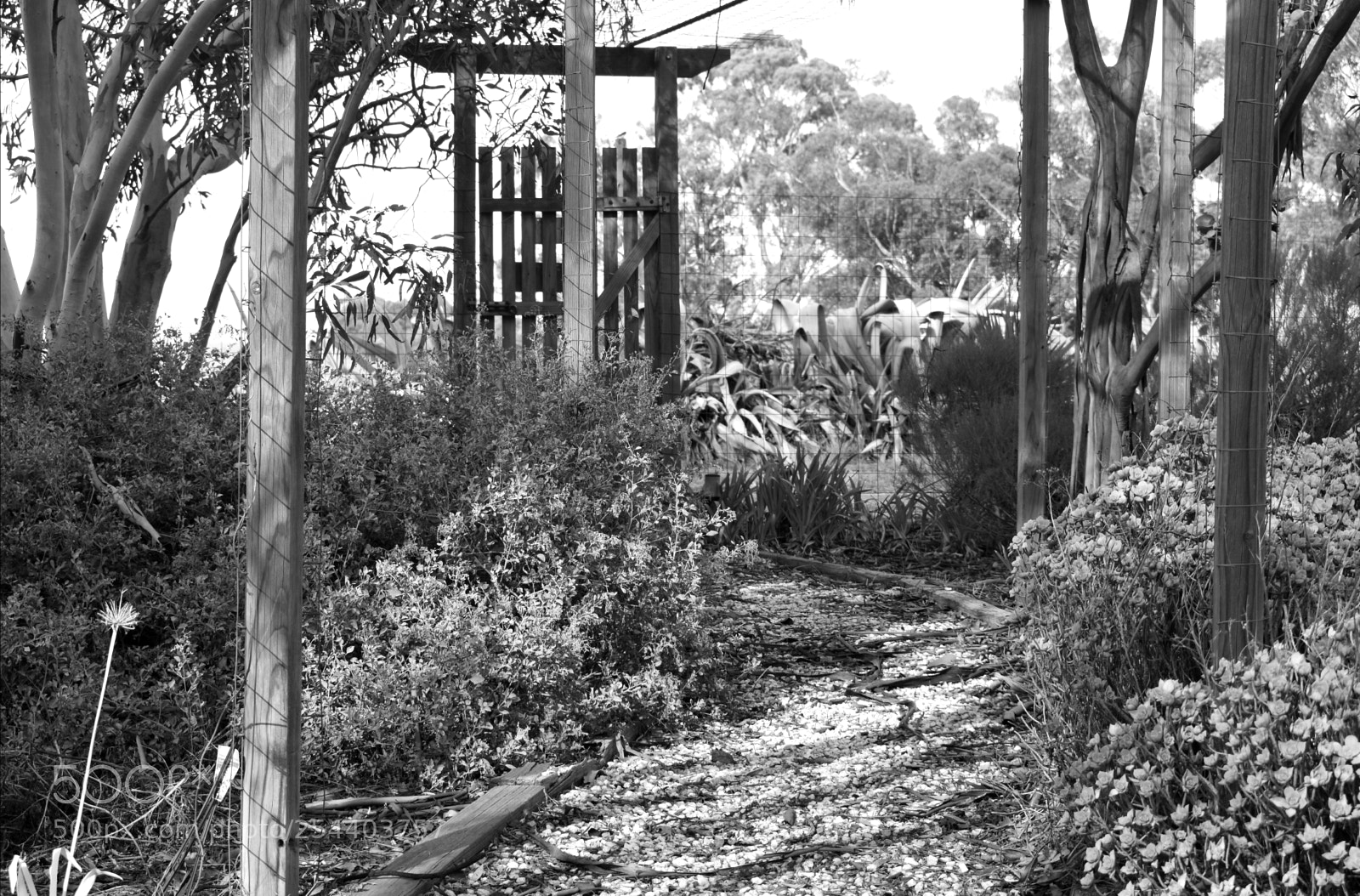 Nikon D5600 sample photo. Up the garden path photography