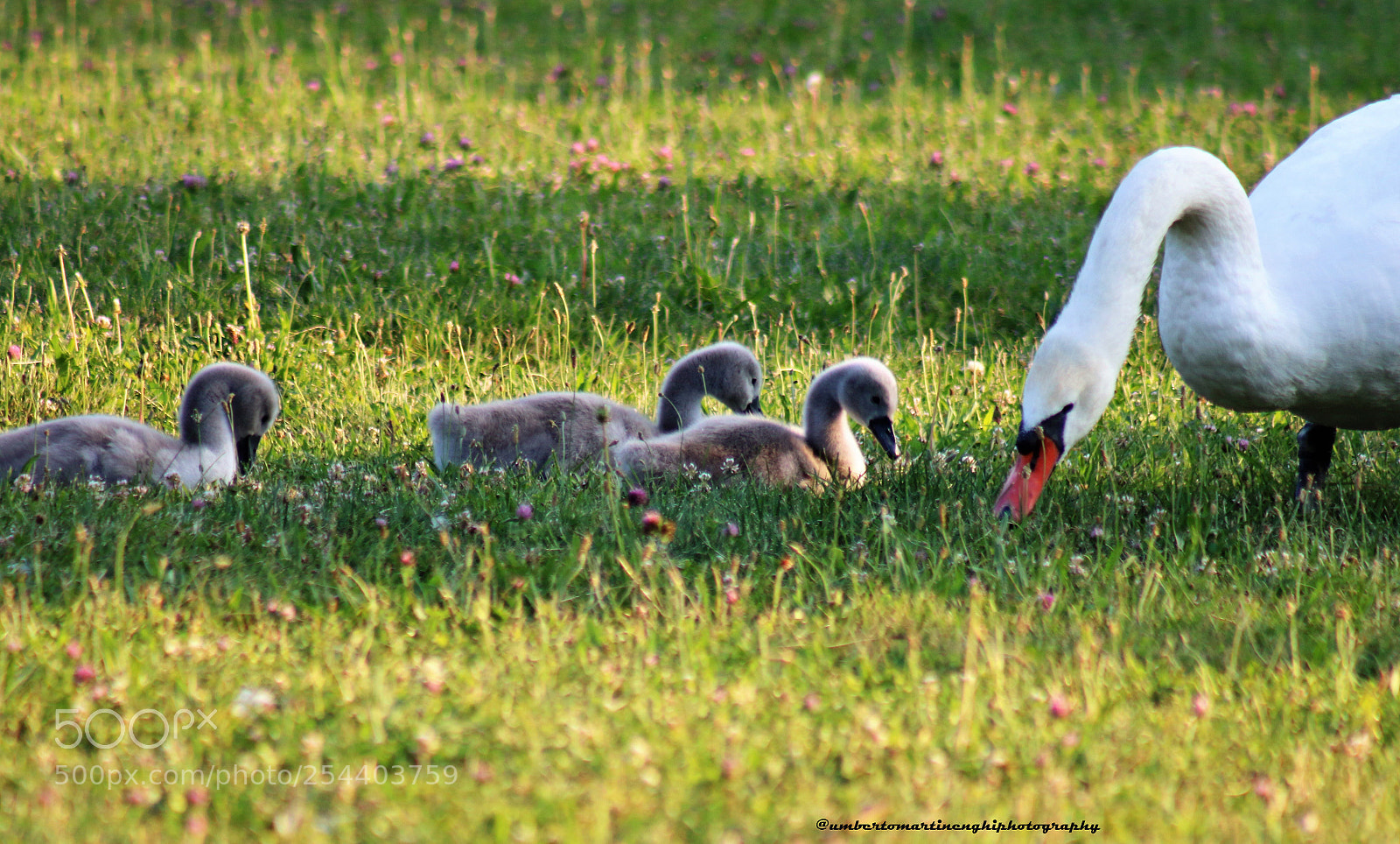 Canon EOS 7D Mark II sample photo. Family swan photography