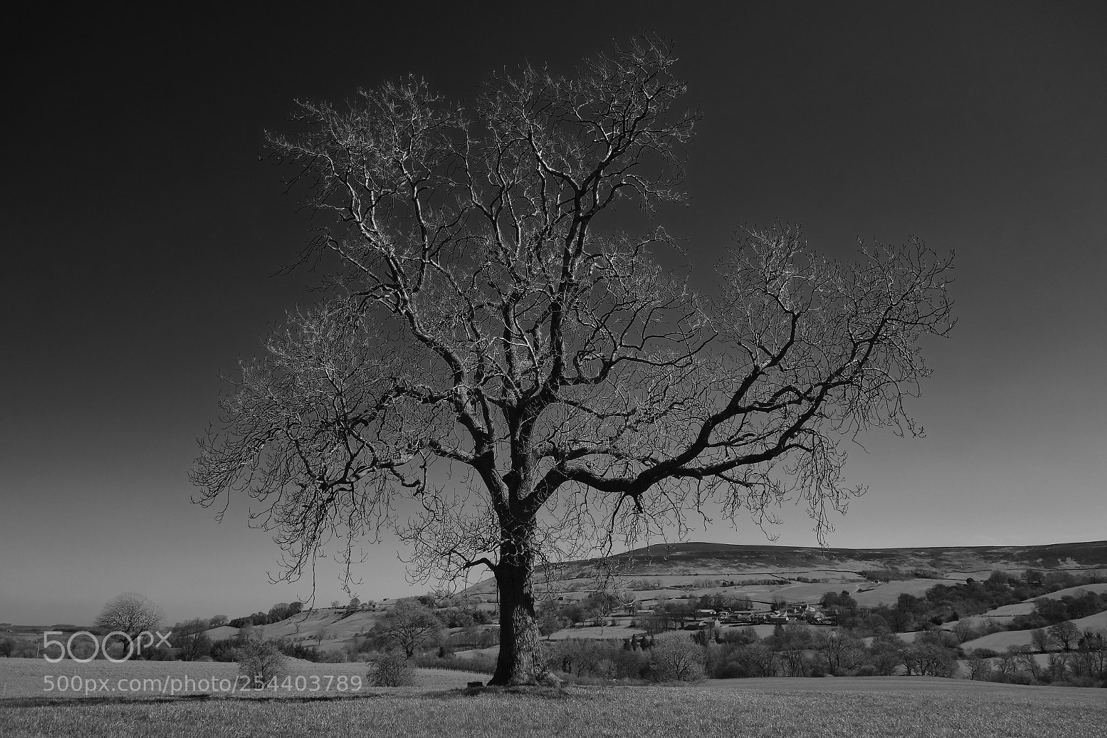 Sony Cyber-shot DSC-RX100 sample photo. A winter tree in photography