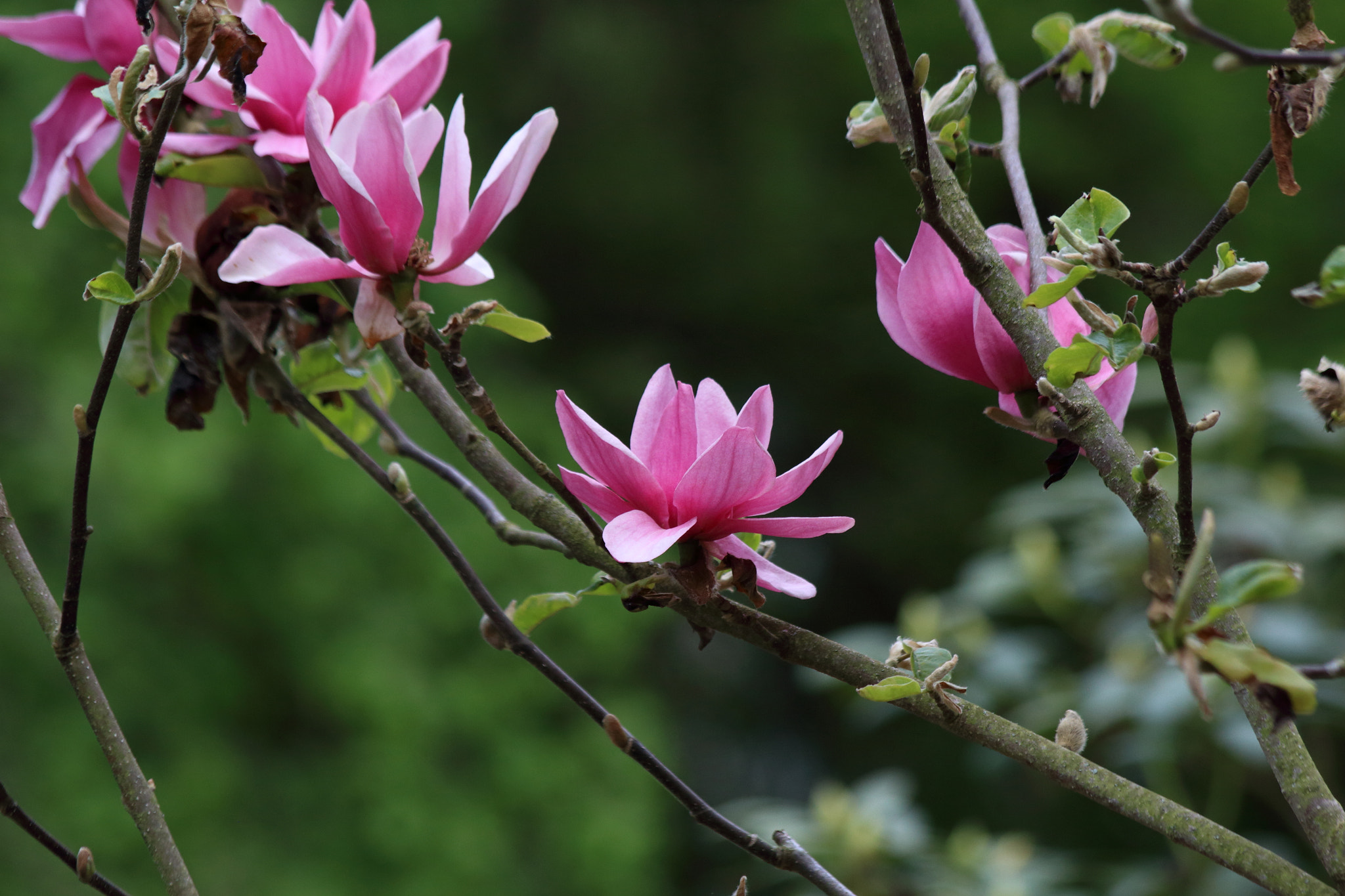 Canon EF 70-300mm F4-5.6 IS USM sample photo. Magnolia photography