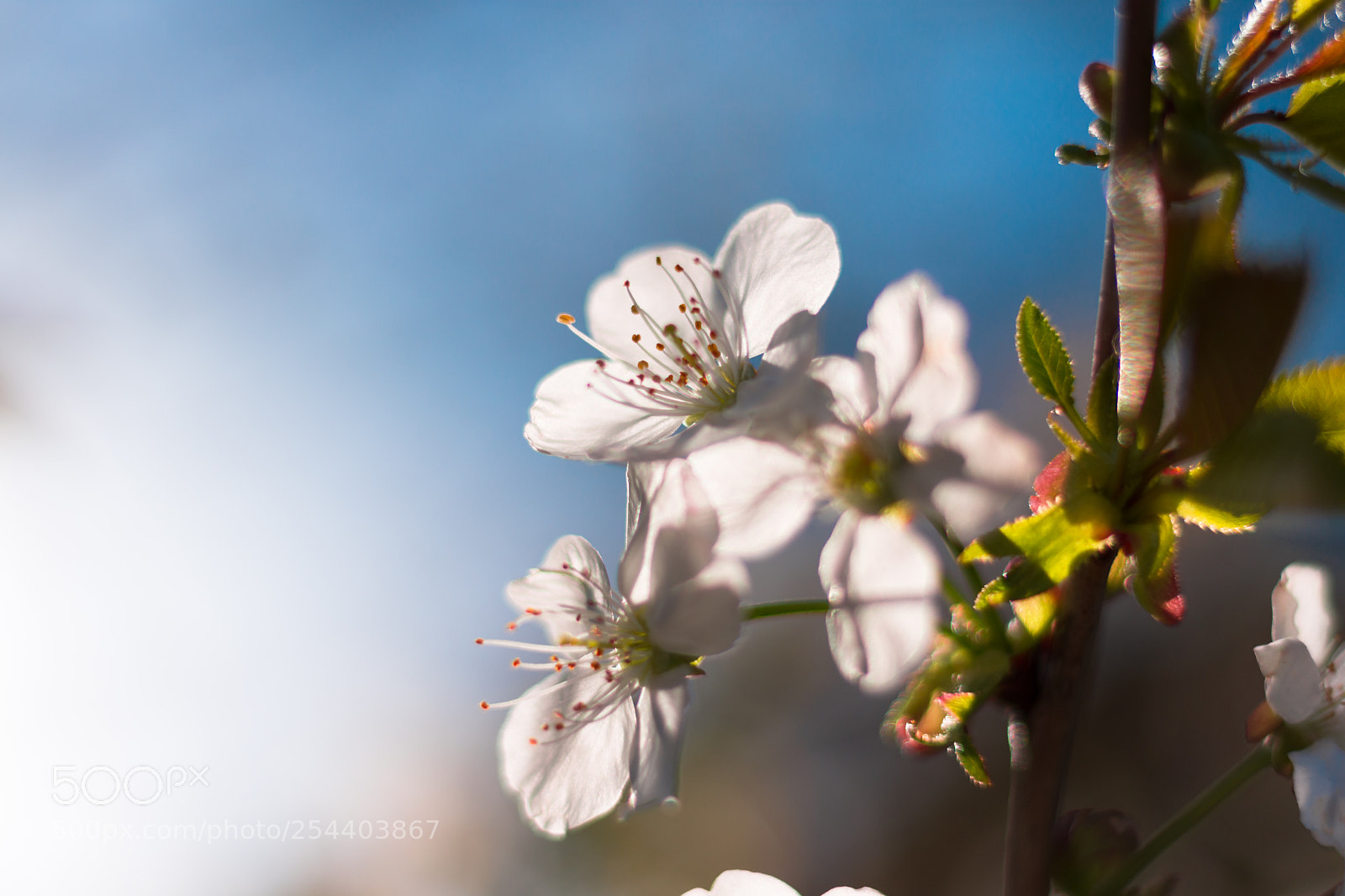 Nikon D7200 sample photo. Sunny cherry blossom photography