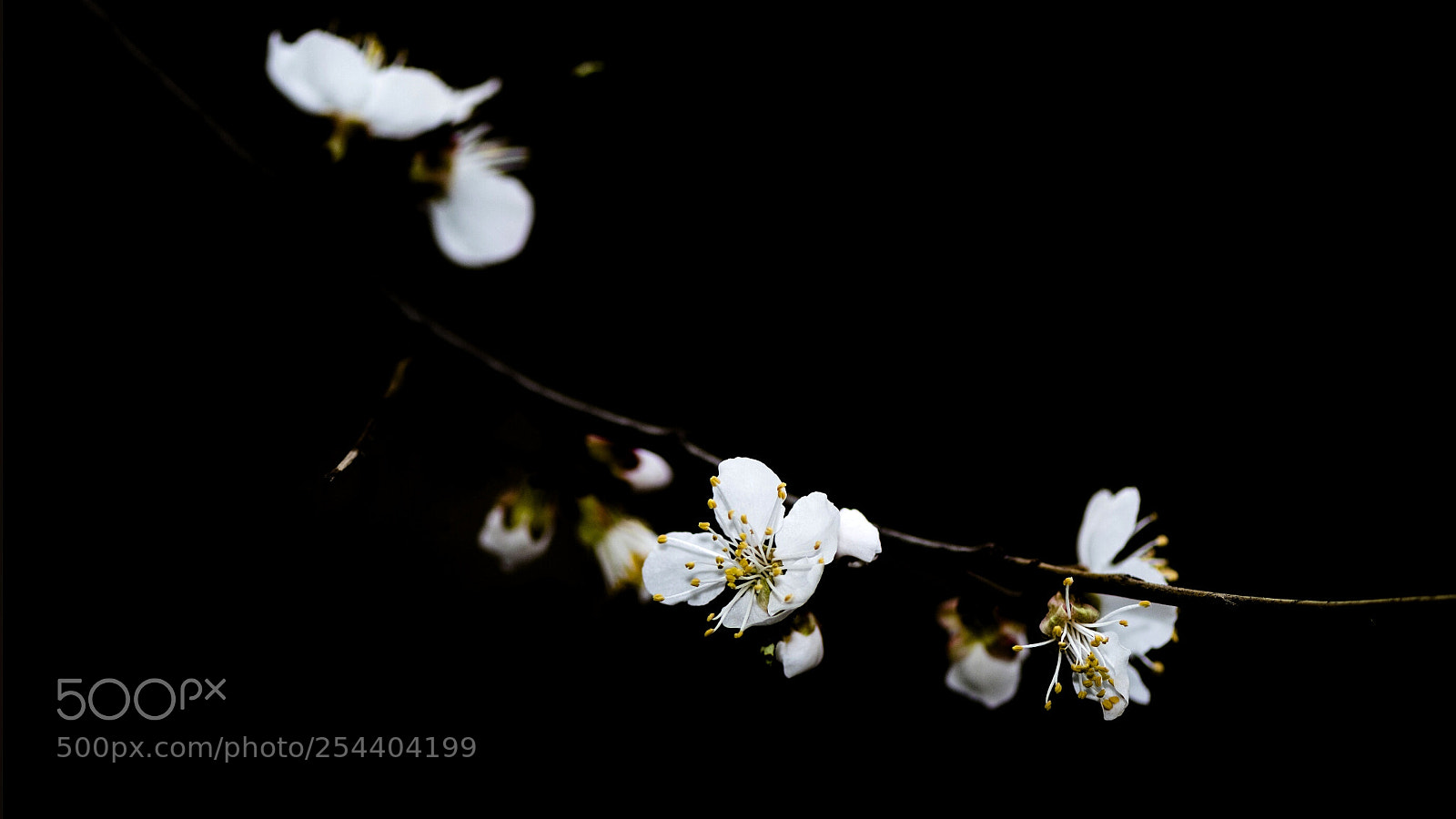 Nikon D500 sample photo. Apricot flowers photography