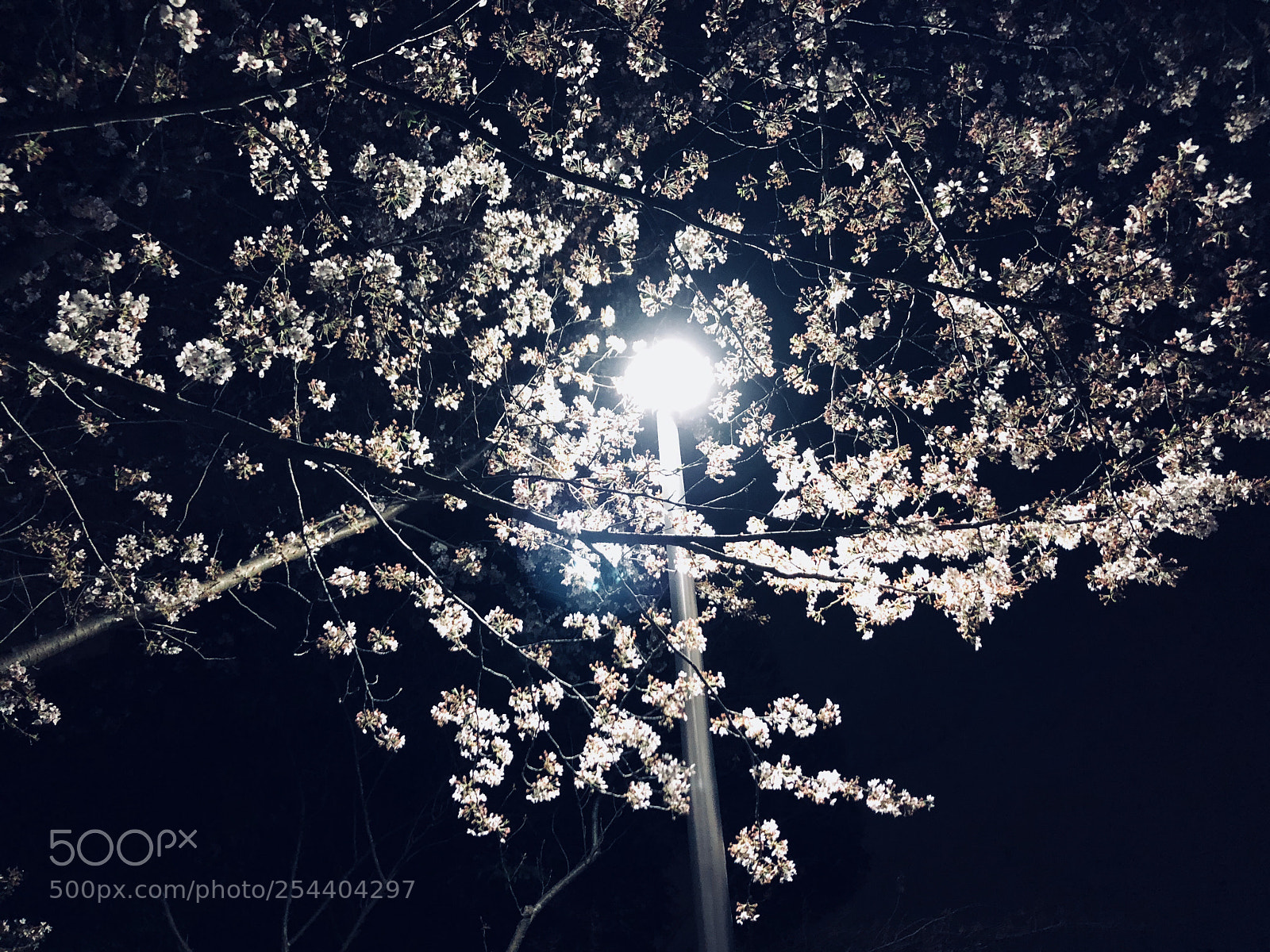 Apple iPhone 8 sample photo. Spring photography
