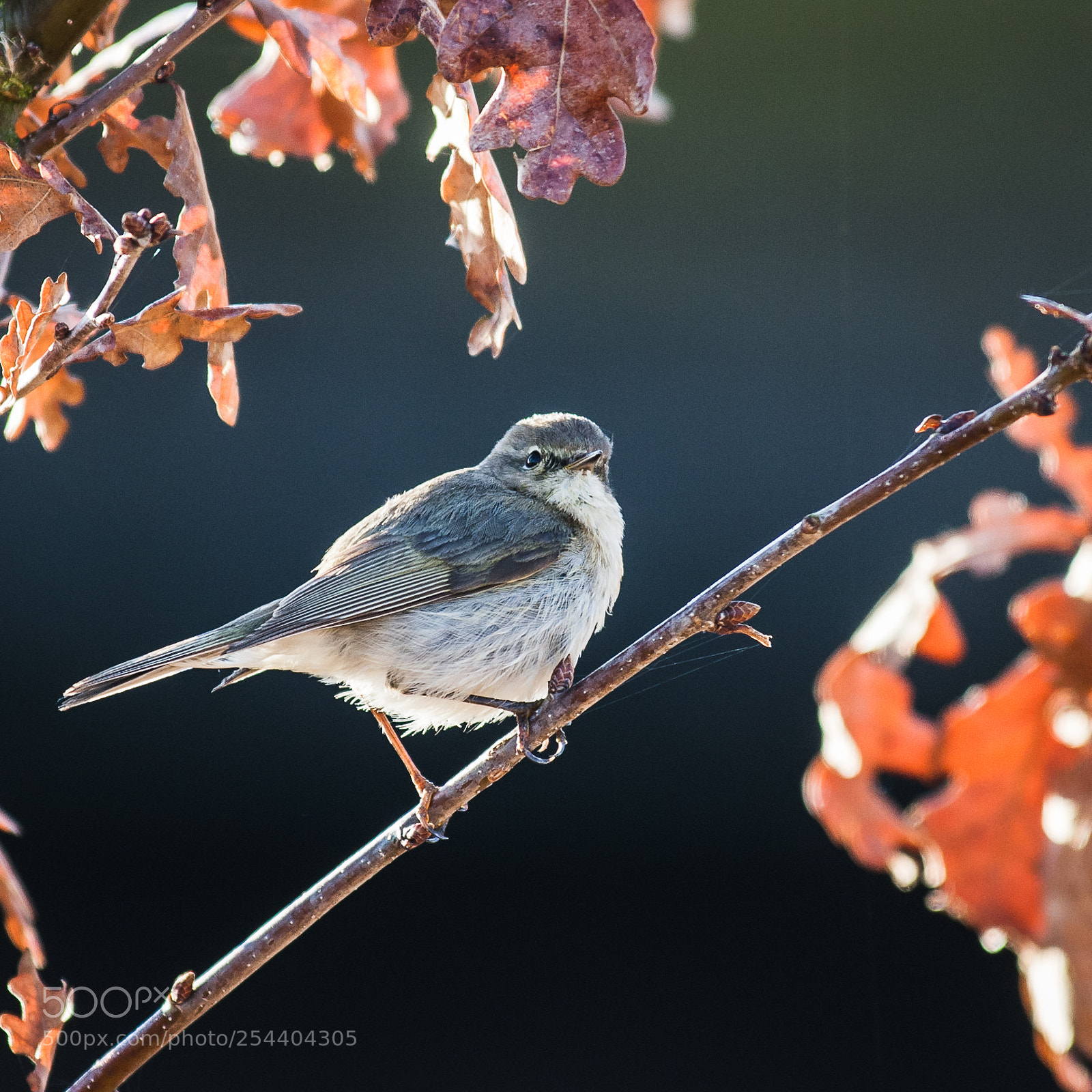 Canon EOS-1D Mark III sample photo. Early bird photography