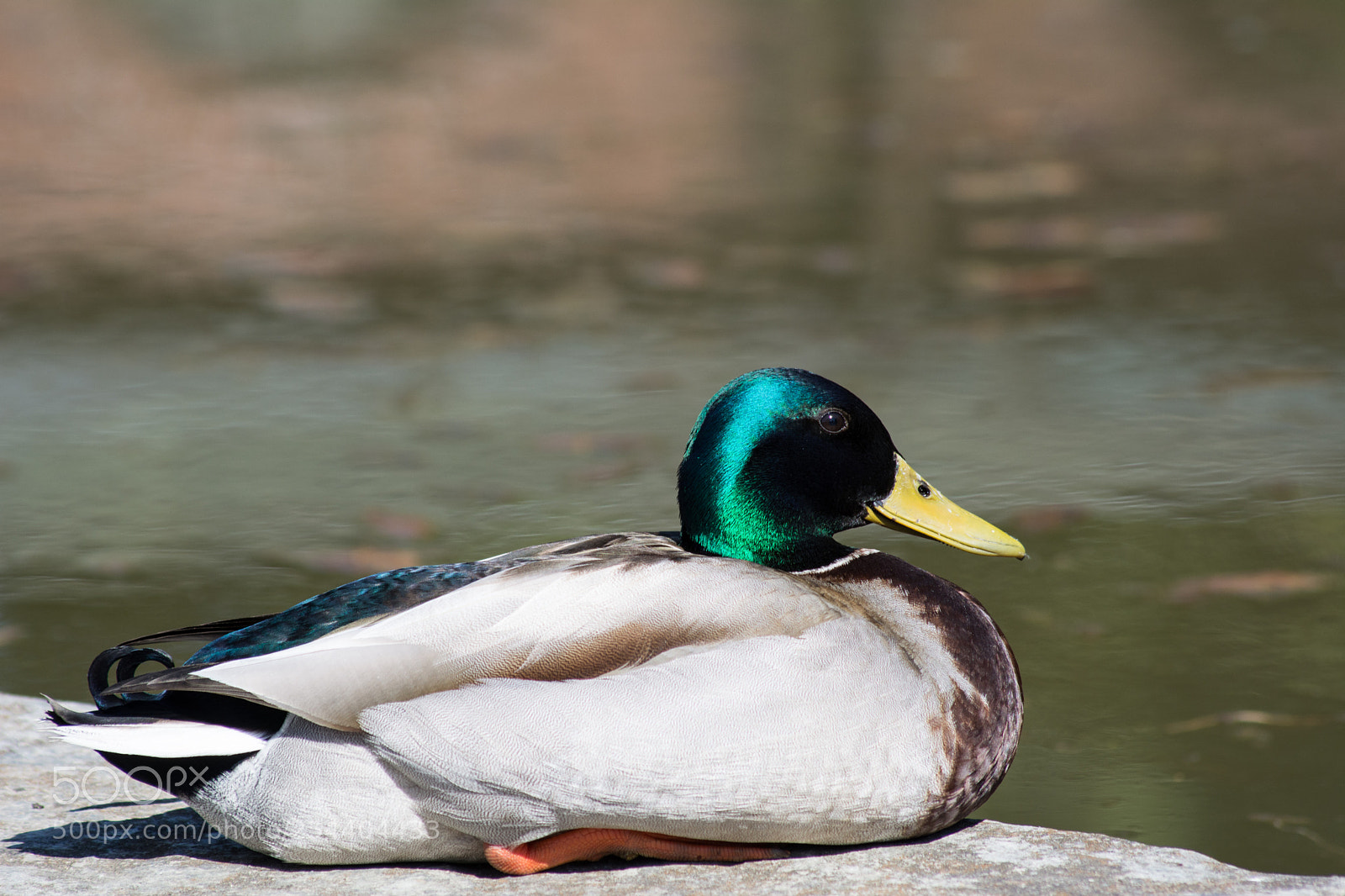 Nikon D5200 sample photo. Germano reale photography