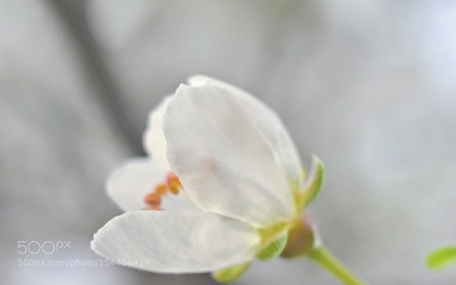 Nikon D5600 sample photo. Through the light photography
