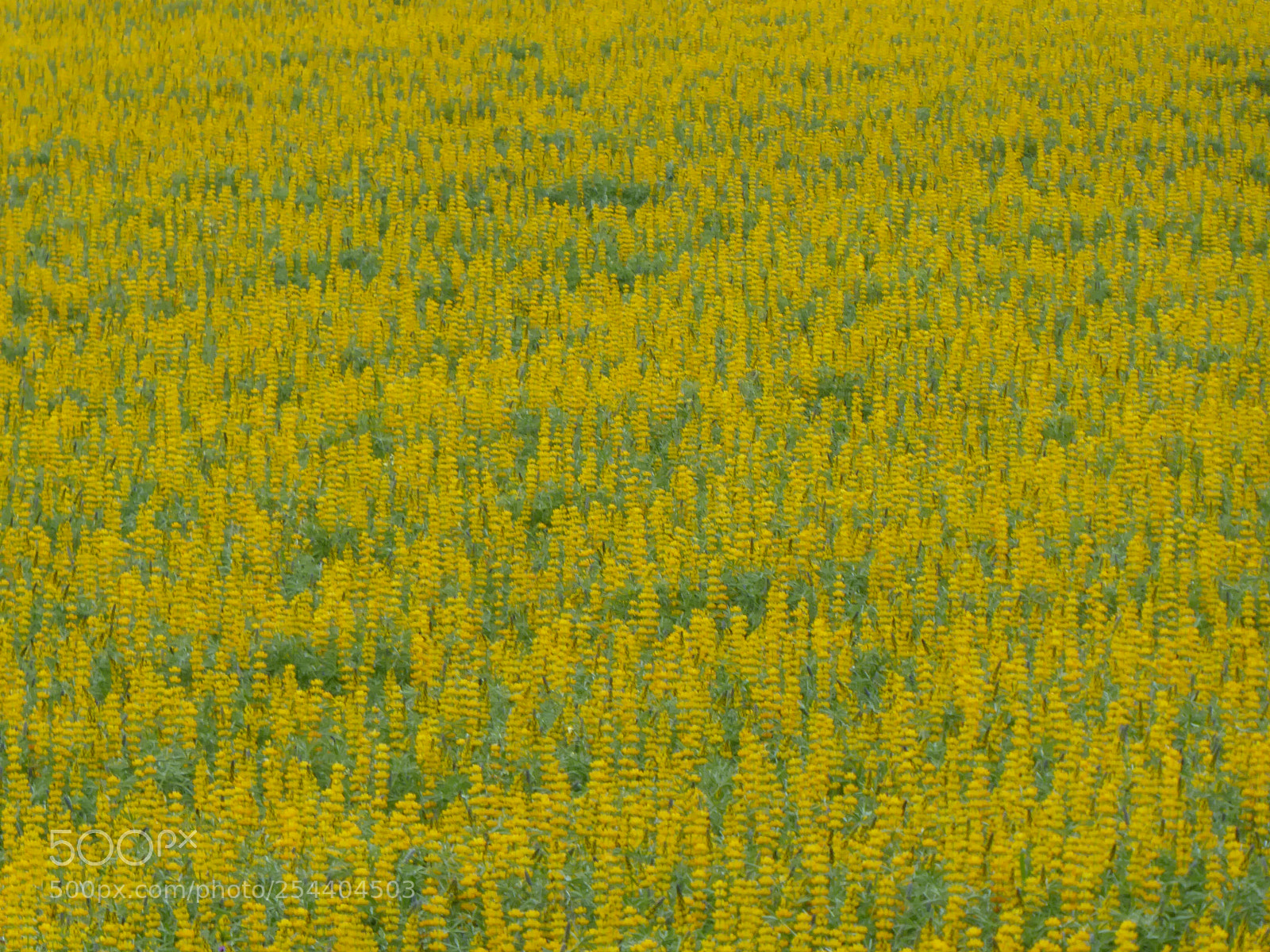 Panasonic Lumix DMC-ZS50 (Lumix DMC-TZ70) sample photo. Jello... photography